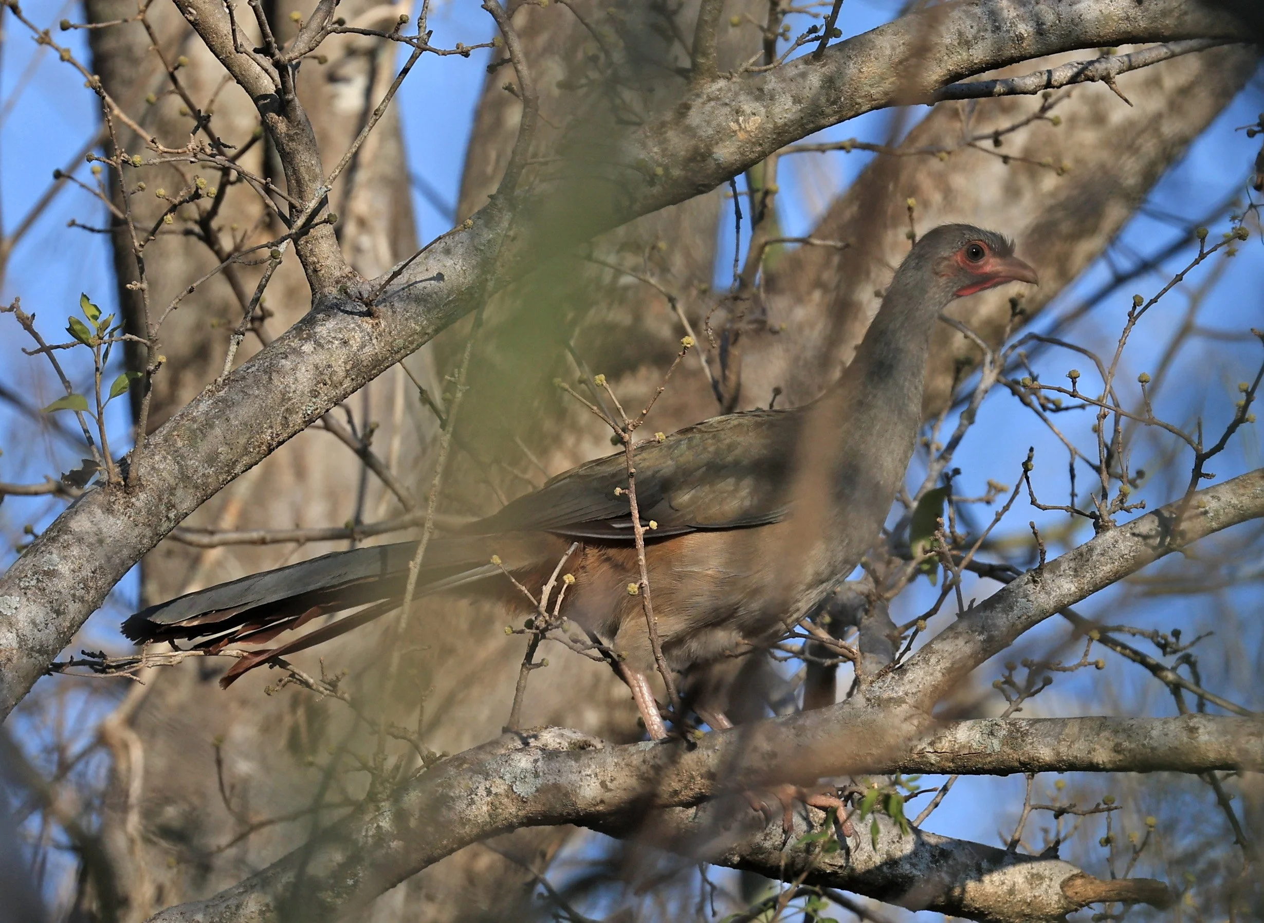 Chaco Chachalaca (Ortalis canicollis) Agua Dulce Paraguay (13).jpg