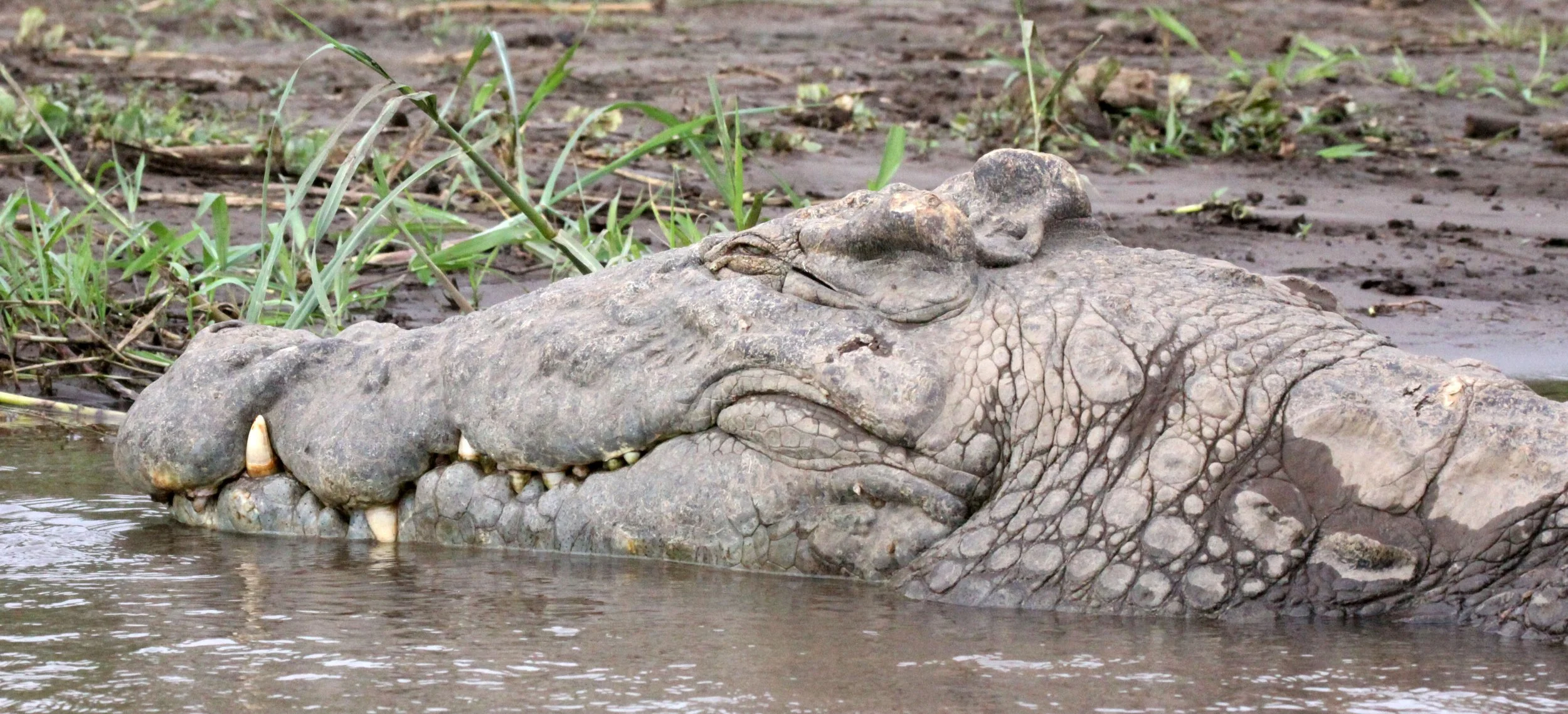 Crocodylus niloticus niloticus - ETHIOPIAN NILE CROCODILE - NECH SAR NATIONAL PARK ETHIOPIA (16).JPG