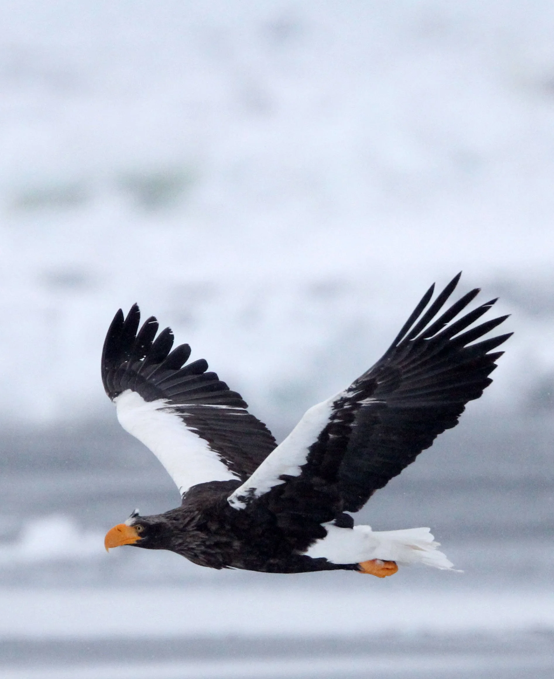 Haliaeetus pelagicus - STELLER'S SEA EAGLE - RAUSU, SHIRETOKO PENINSULA, HOKKAIDO JAPAN (212).JPG