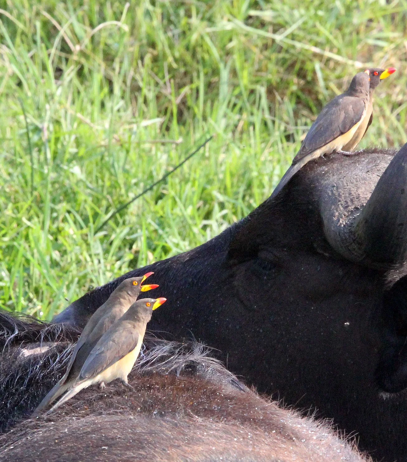 BIRD - OXPECKER - YELLOW-BILLED OXPECKER - QUEEN ELIZABETH NP UGANDA (1).JPG