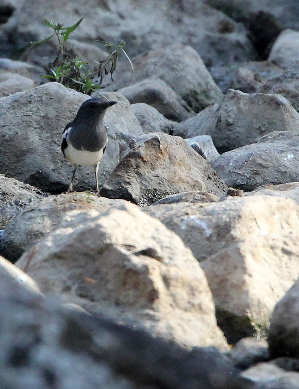 ROBIN - ORIENTAL MAGPIE ROBIN - Copsychus saulari - HUAI KHA KHAENG NATURE RESERVE - KAPOK KAPIEN STATION & MINERAL LICK (4).JPG