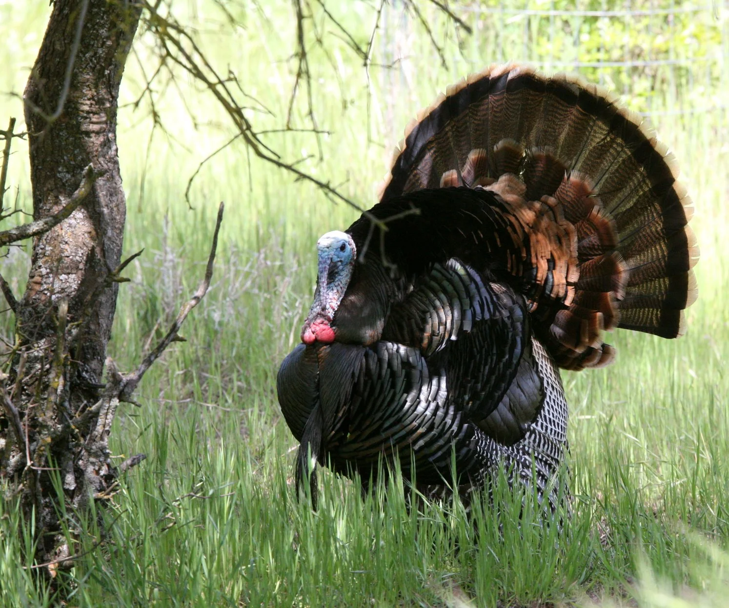 TURKEY - MERRIAM'S WILD TURKEY -  Meleagris gallopavo merriami - SACRAMENTO CALIFORNIA EFFIE YEAW NATURE RESERVE (3).JPG