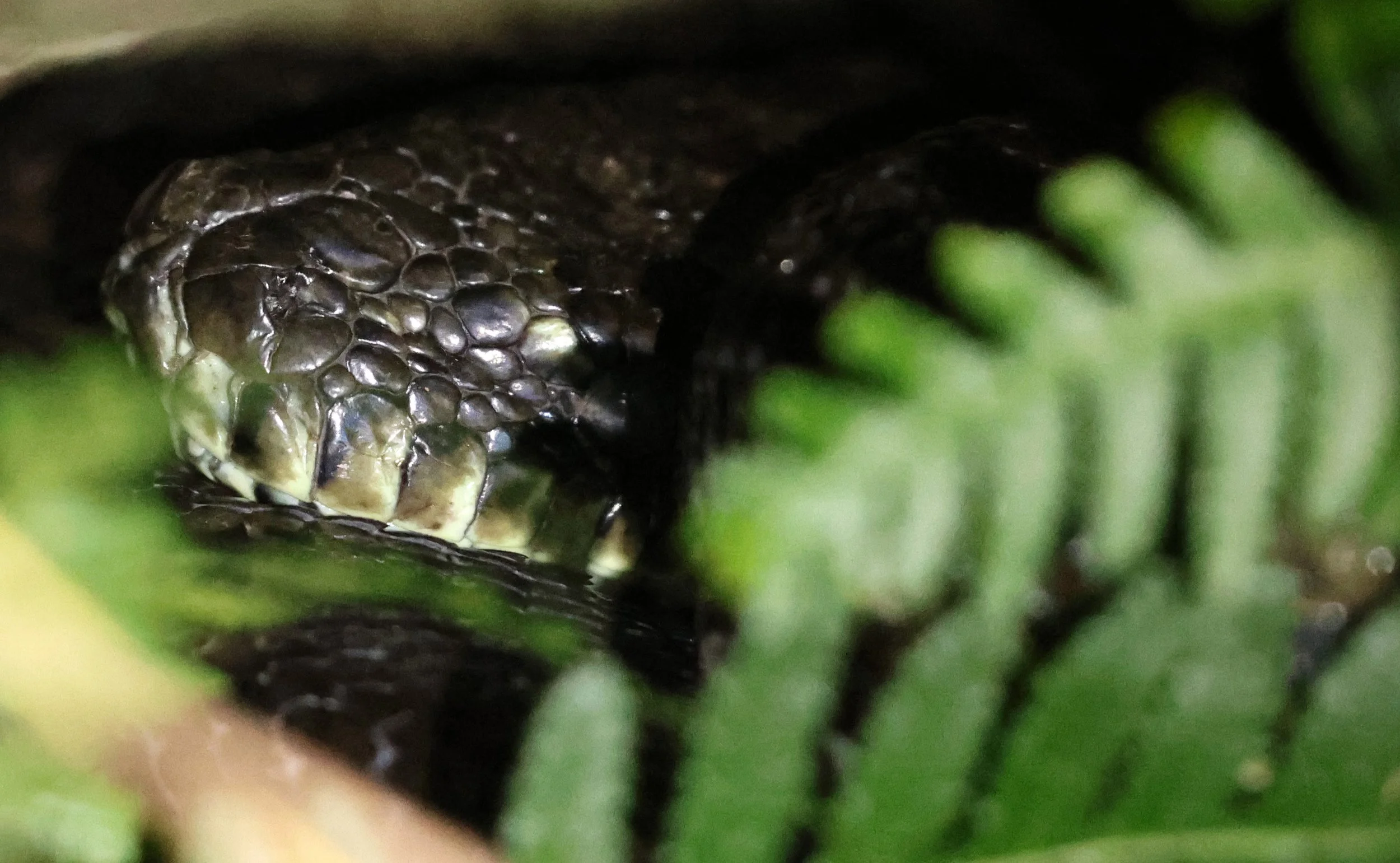 Coastal Carpet Python (Morelia spilota mcdowelli) Oreilly's at Lamington NP - Queensland (3).jpg