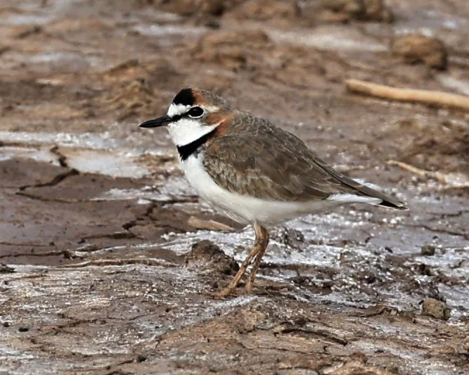 Collared Plover (Anarhynchus collaris) Chaco Lodge & Laguna Salada Paraguay (24).jpg