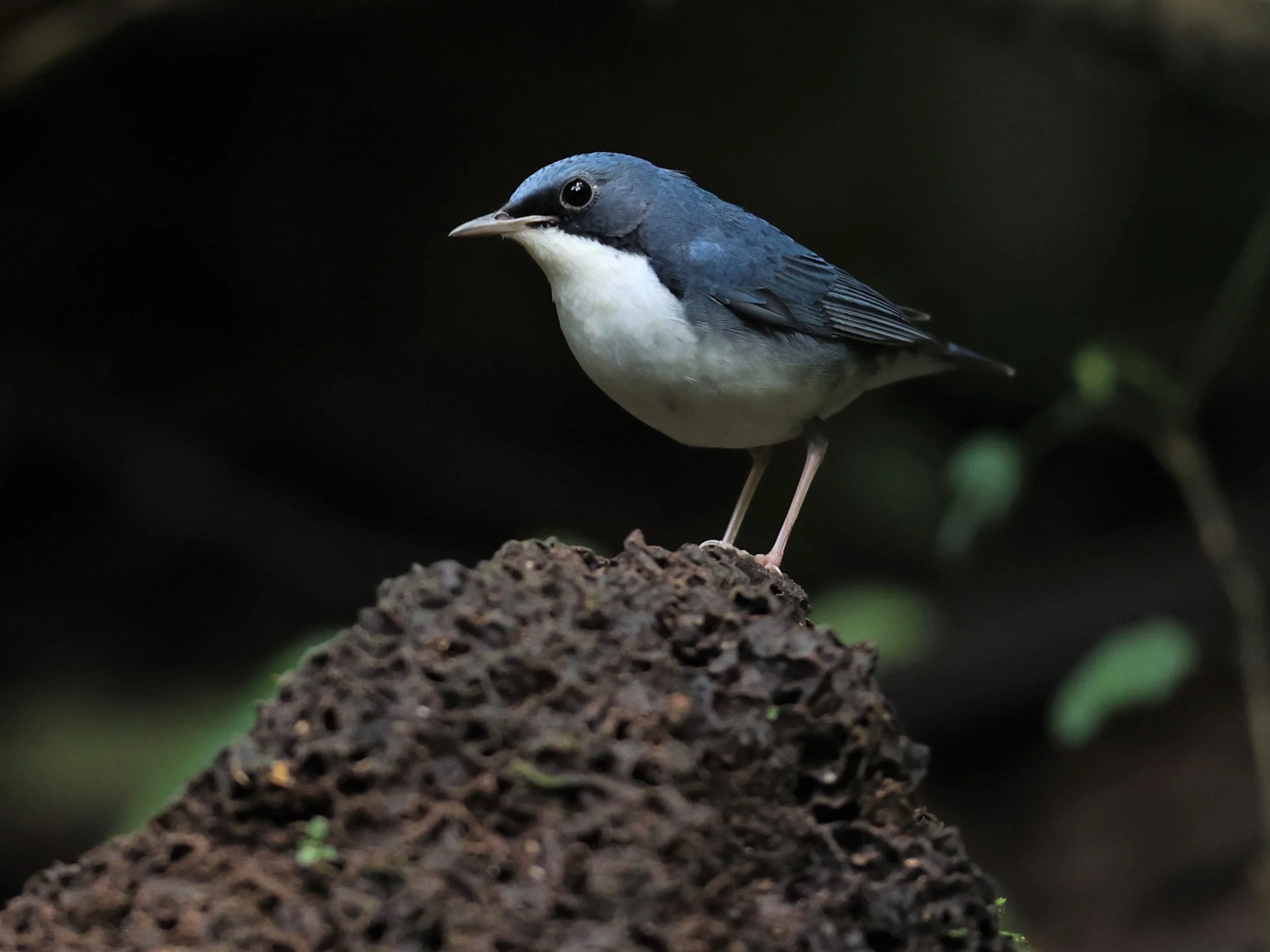 ROBIN - SIBERIAN BLUE ROBIN - Luscinia cyane - DOI INTHANON NP CHIANG MAI, DEC 2021 (12).JPG