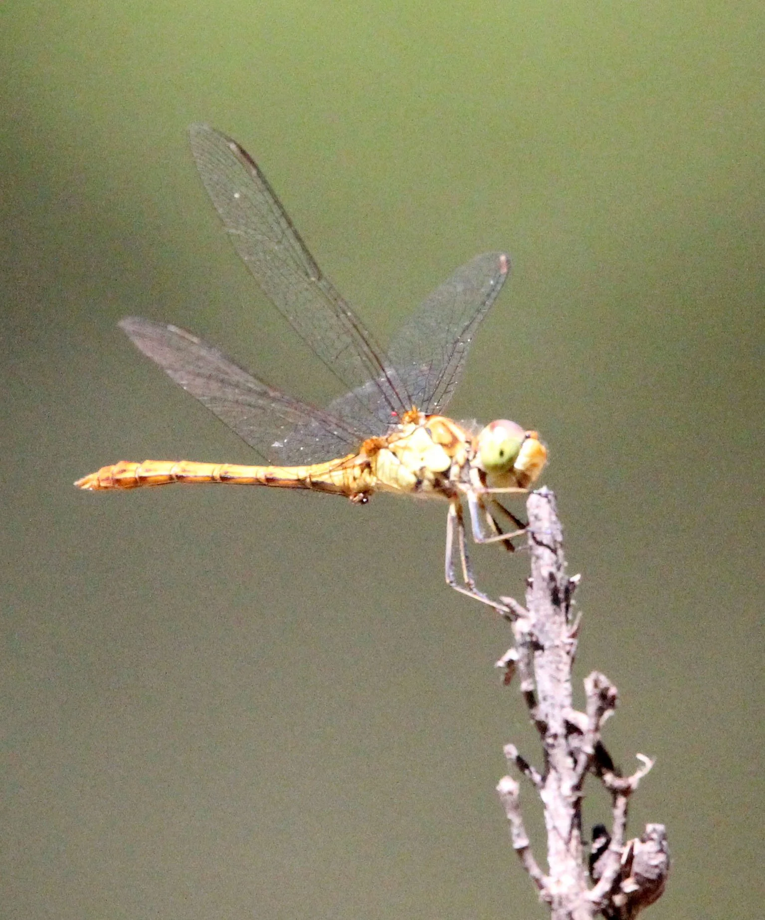 Odonata - Species 22 - Feija NP, Tunisia 