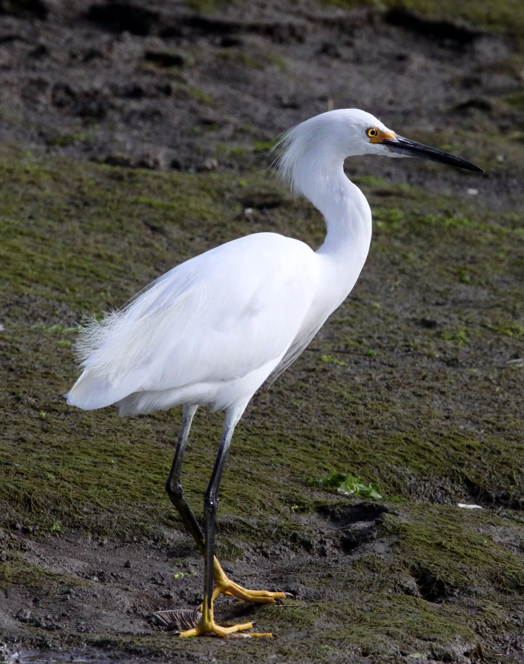EGRET - SNOWY EGRET - Egretta thula - ELKHORN SLOUGH CALIFORNIA (4).JPG