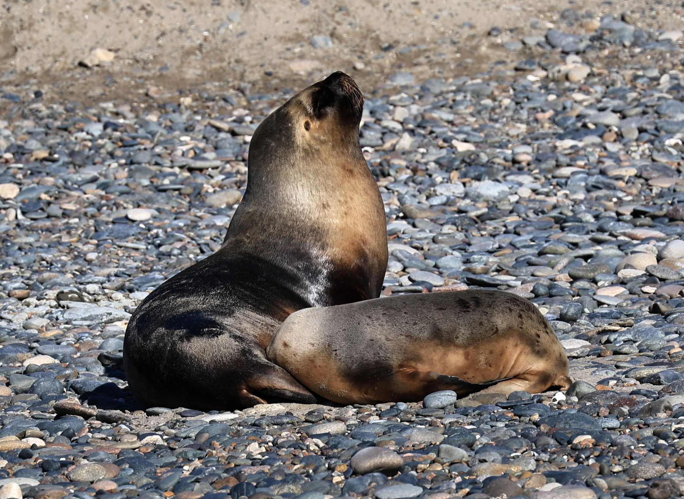 South American Sea Lion (Otaria flavescens) Puerto Rawson Argentina (6).jpg