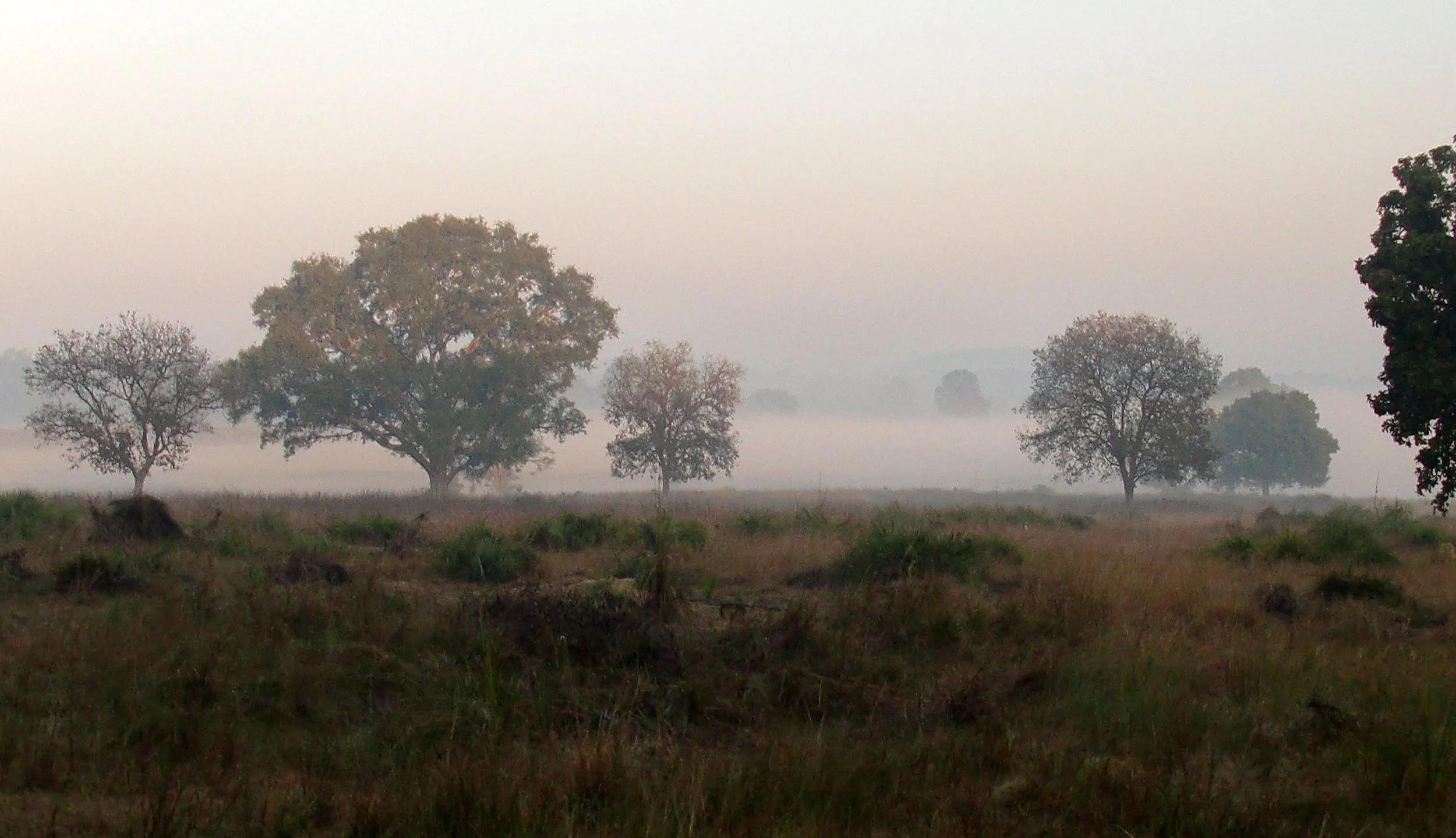 Kanha National Park, MP