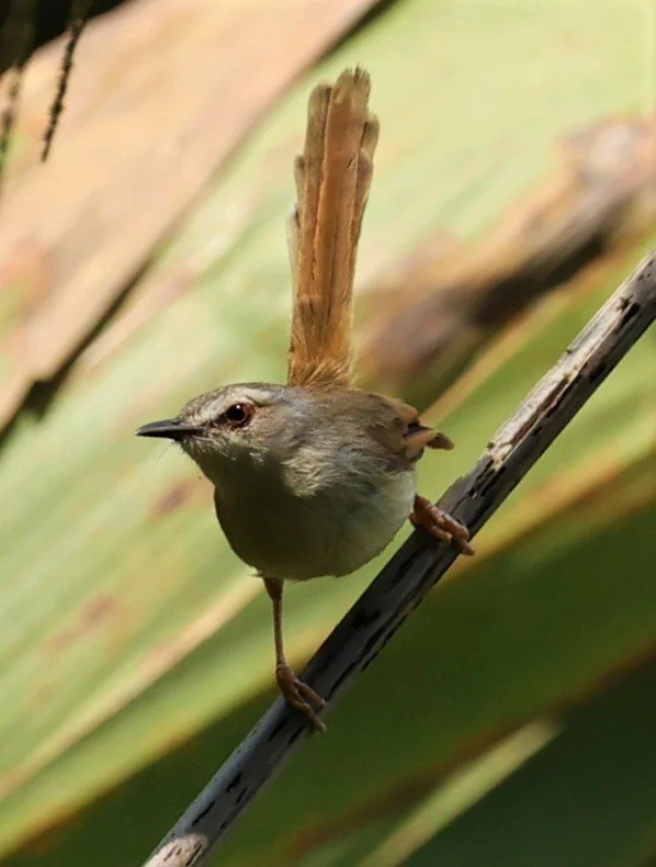 PRINIA - HILL PRINIA - Prinia superciliaris - DOI SAN JU (DOI LANG WEST) FEB 2022 (2).jpg