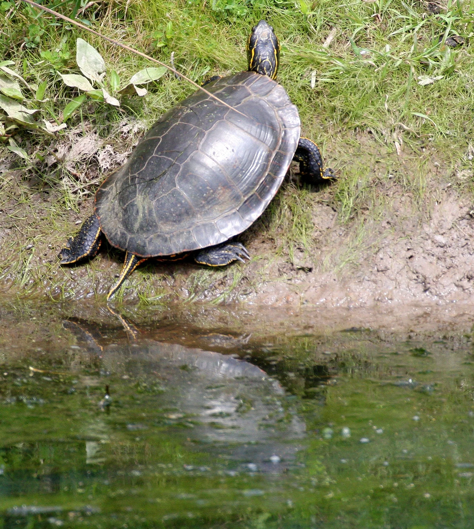 Actinemys marmorata - WESTERN POND TURTLE - RIDGEFIELD NWR WA (20).JPG