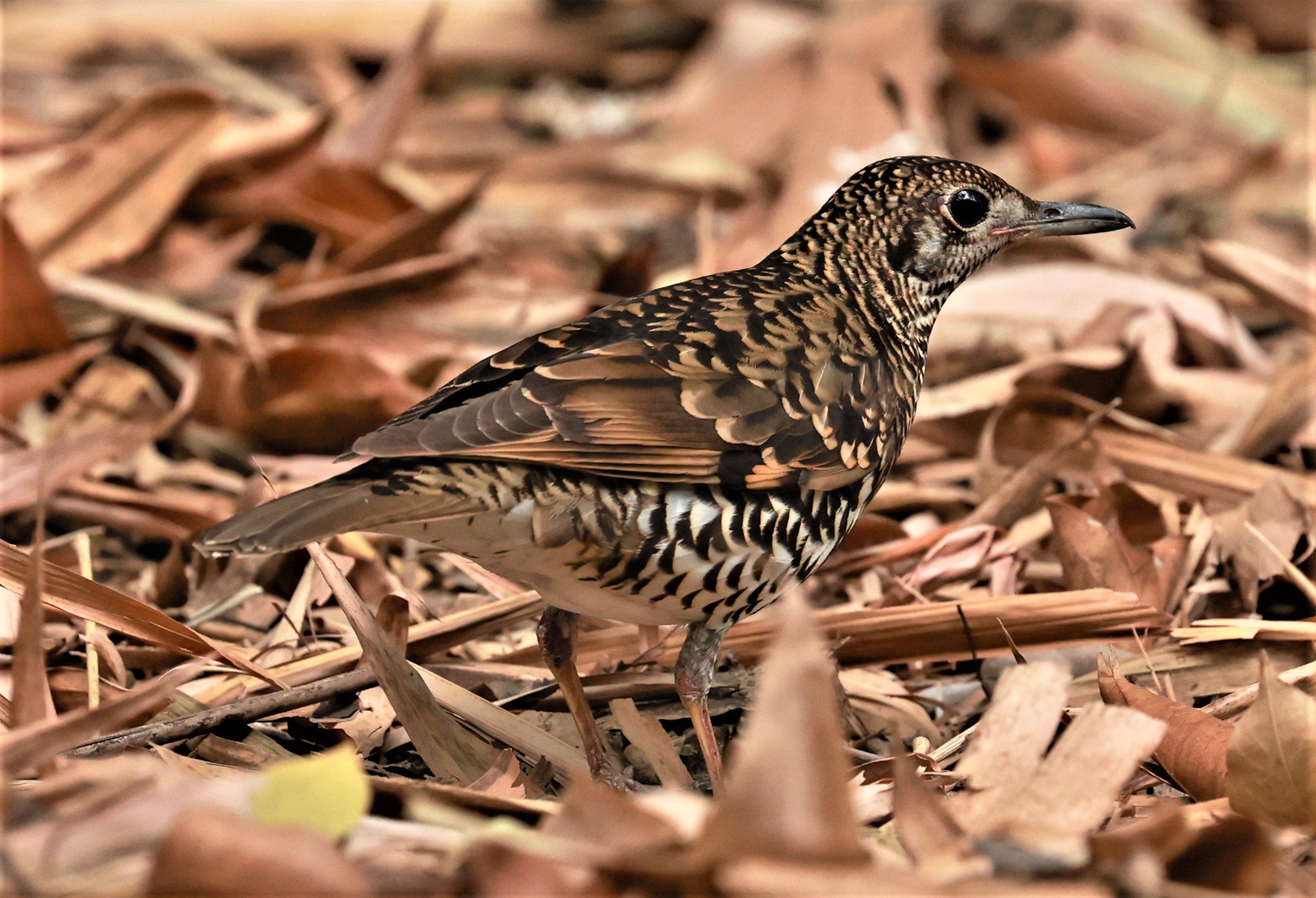 White's Thrush (Zoothera aurea) Putthamonthon Park Nakhon Pathom Thailand (30).jpg