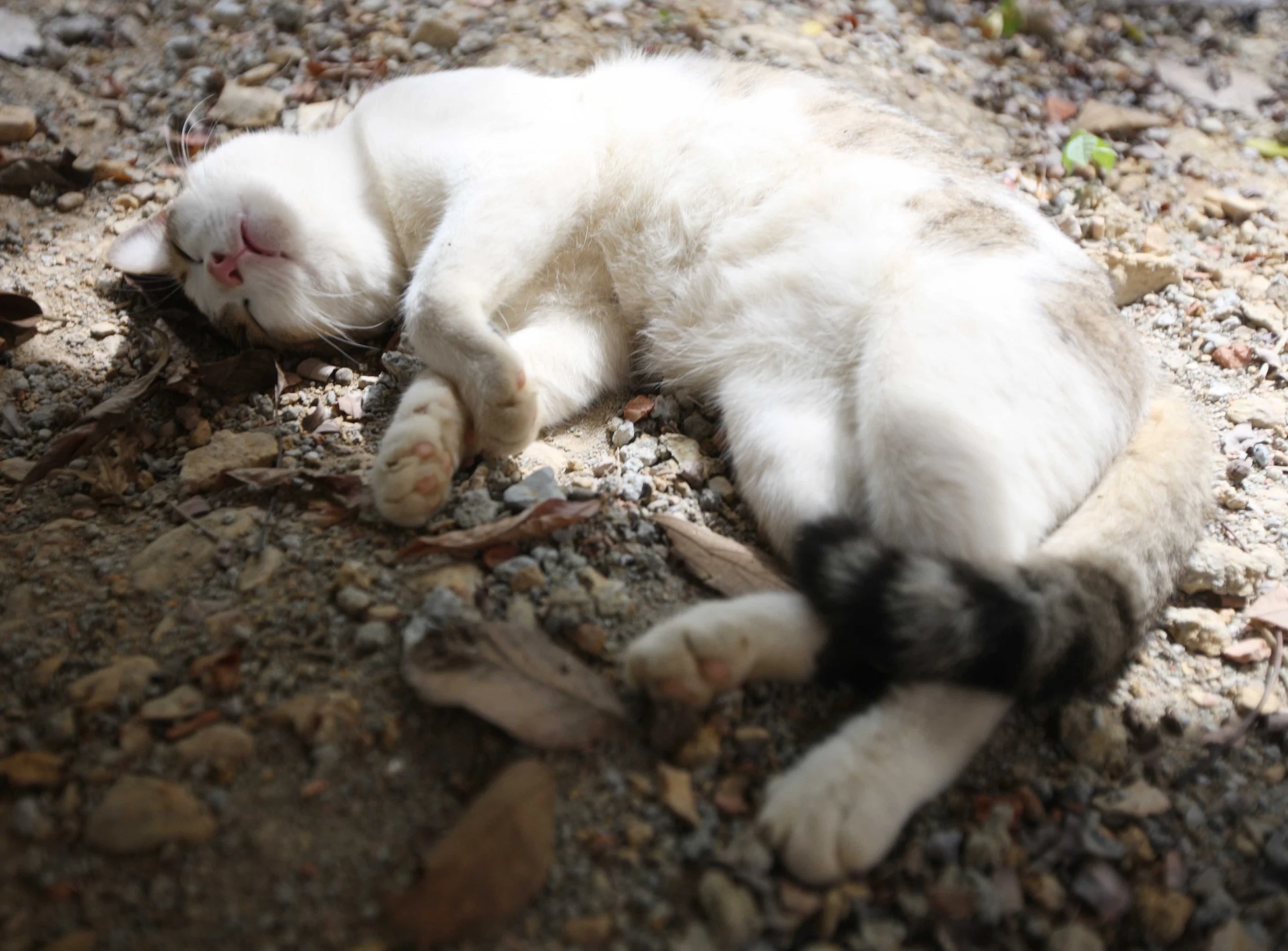 2015 Koh Lanta Songkran with friends from ISB (33).JPG