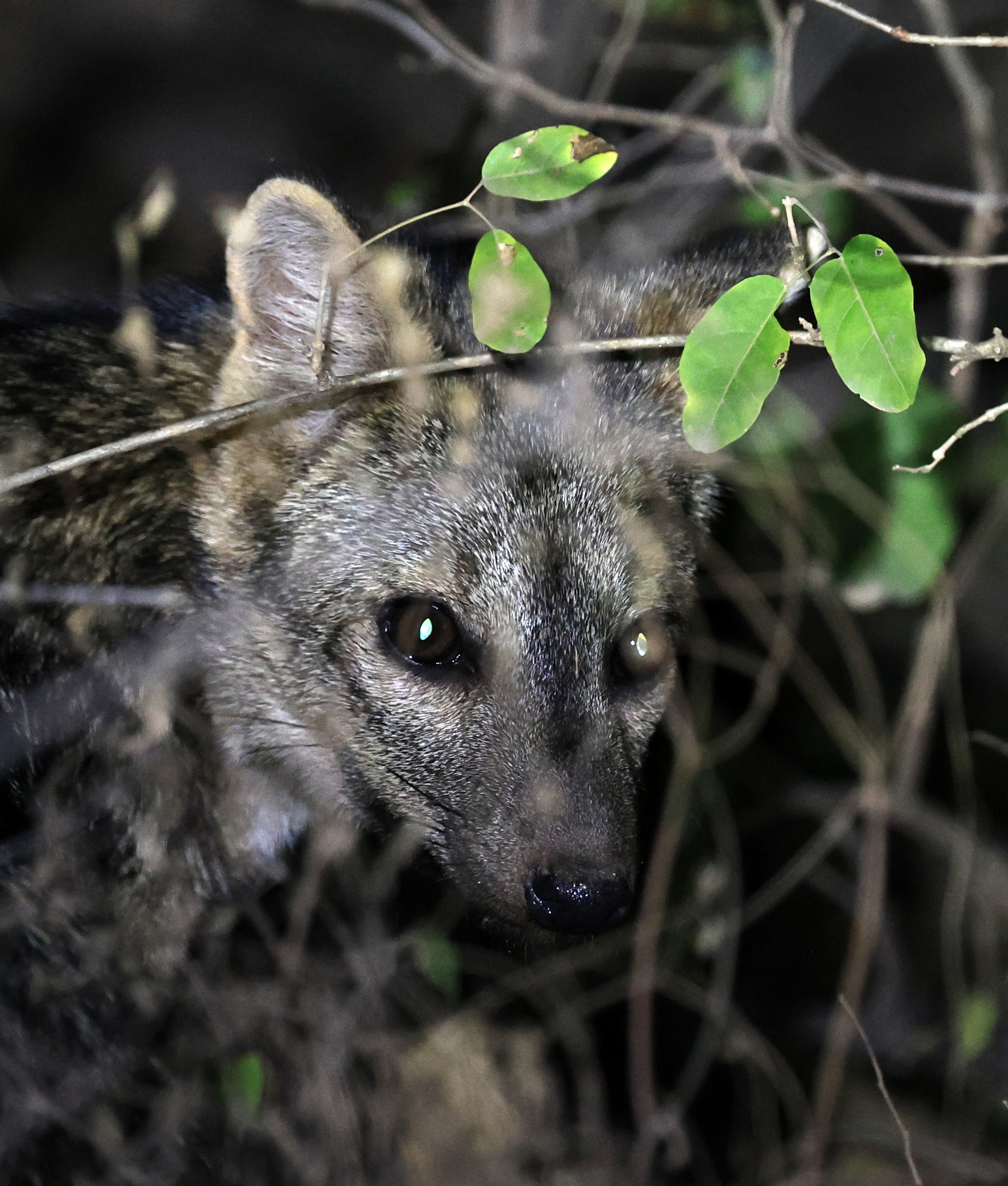 Crab-eating Fox (Cerdocyon thous) Agua Dulce Paraguay (65).jpg