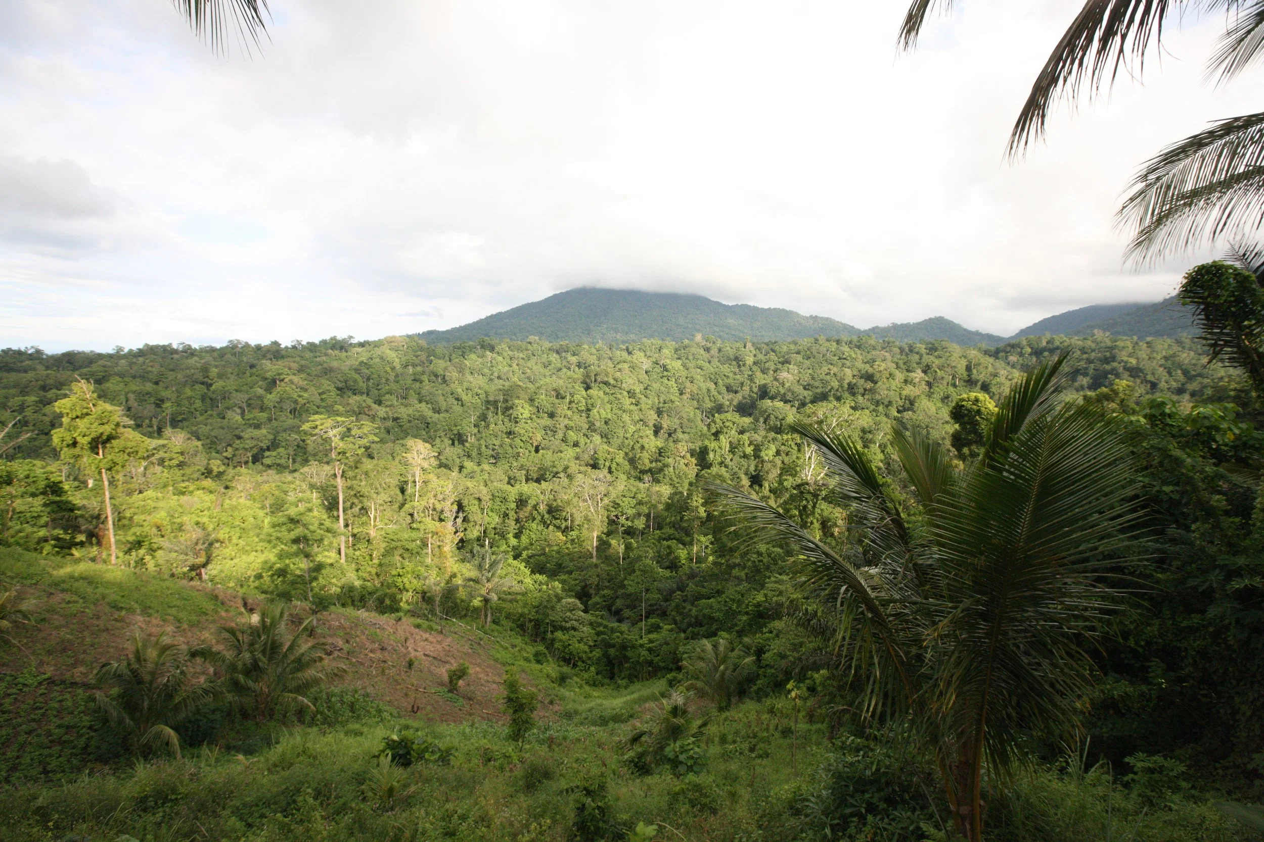 TANGKOKO LODGE - TANGKOKO NATIONAL PARK INDONESIA (26).JPG
