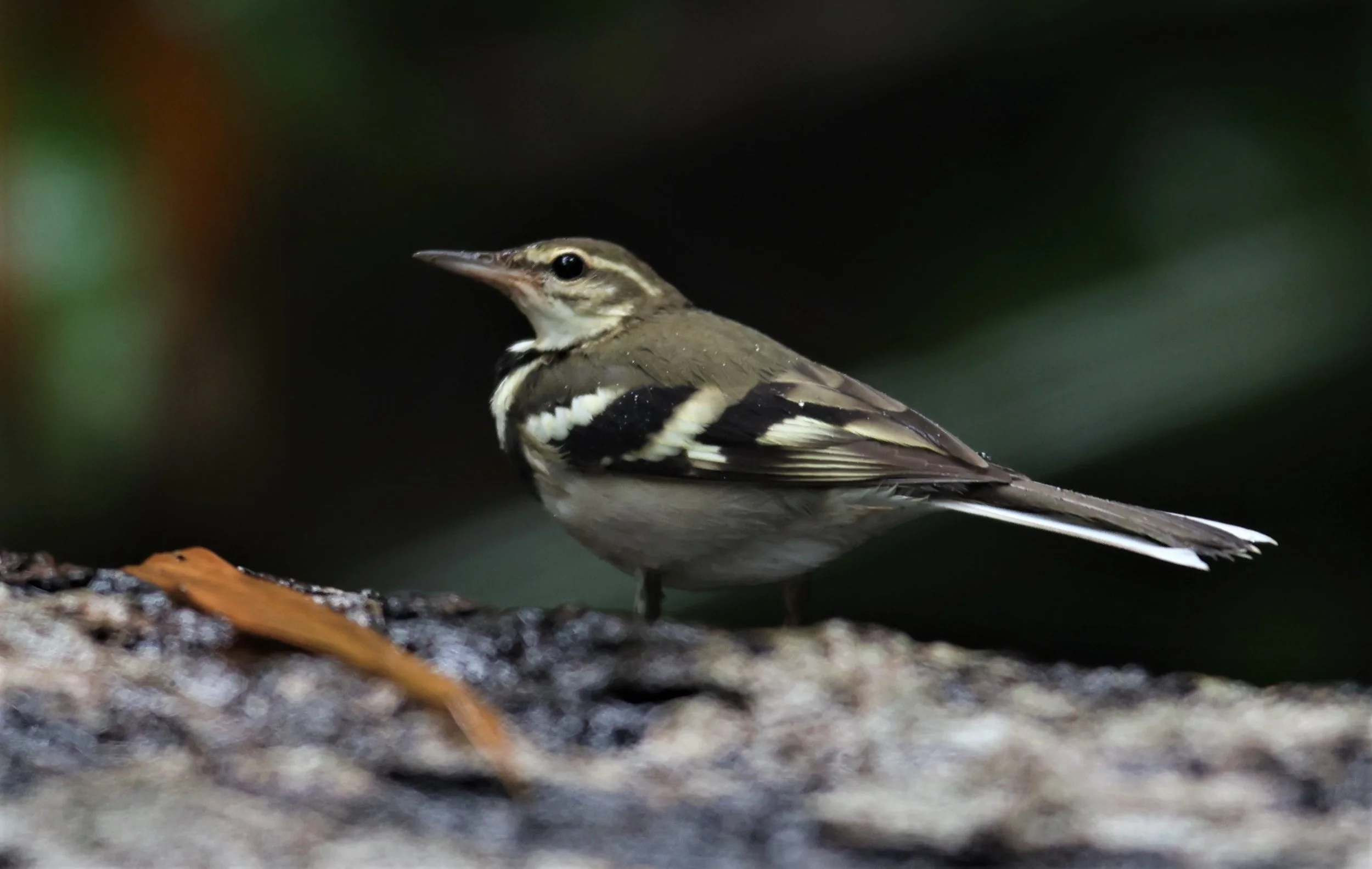 FOREST WAGTAIL - Dendronanthus indicus -KAENG KRACHAN NATIONAL PARK 16 OCT 2021 (128).jpg