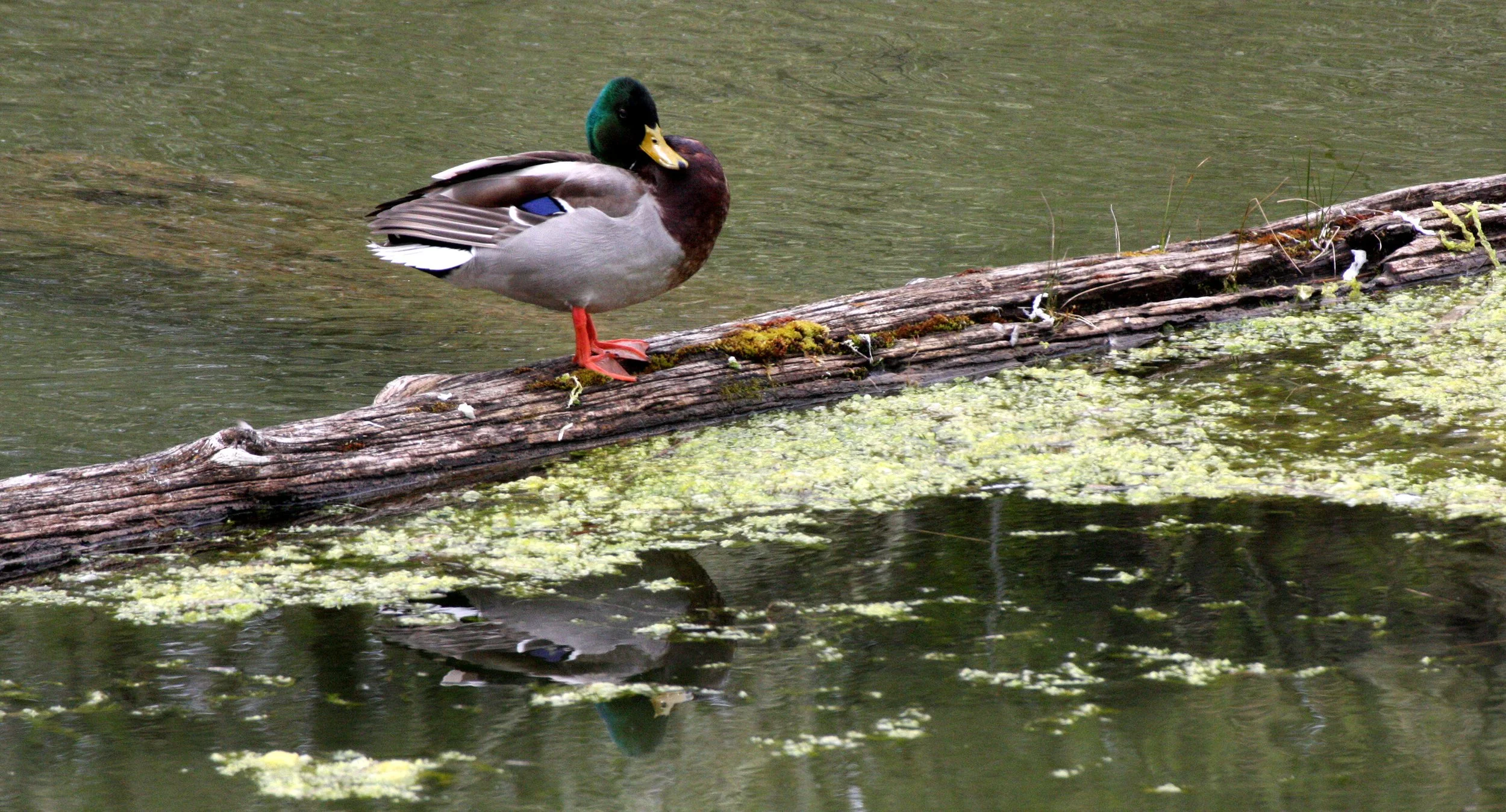 DUCK - MALLARD - Anas platyrhynchos - ELWHA RIVER MOUTH PONDS WA (2).JPG