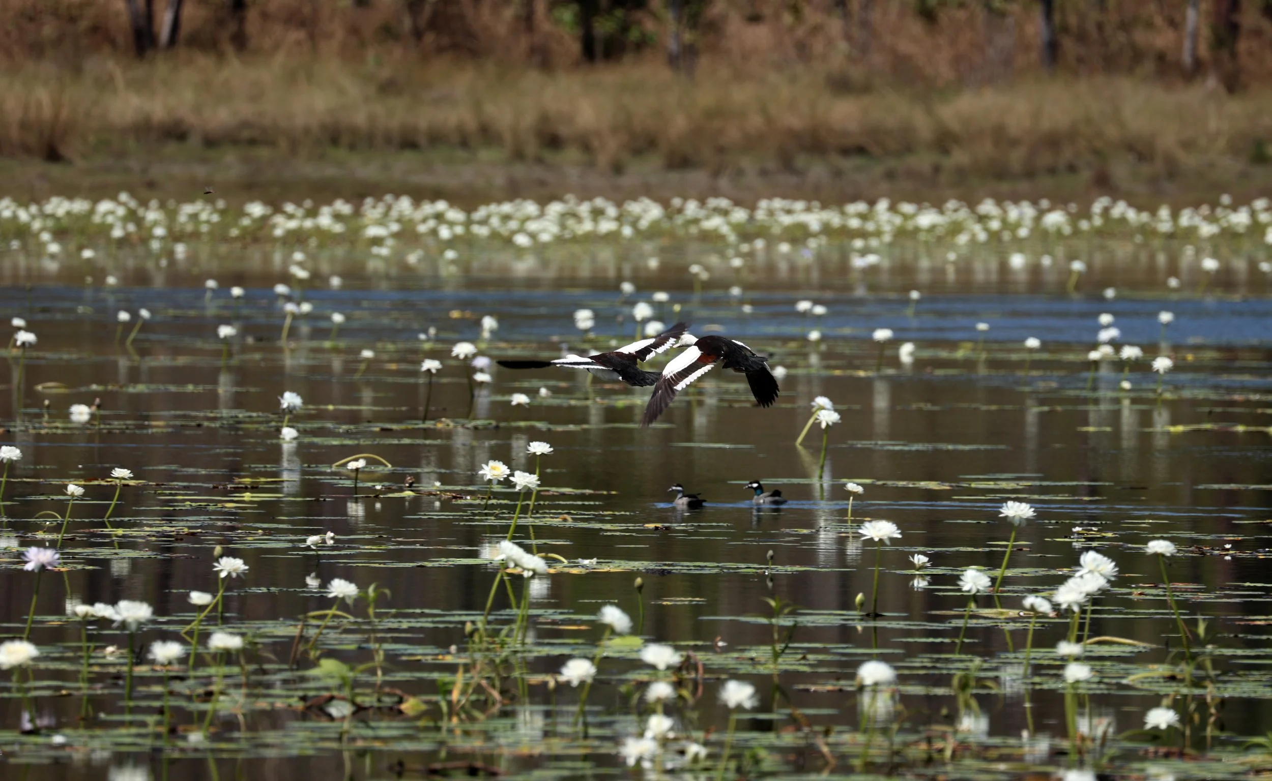 Radjah Shelduck (Tadorna radjah) Anbangbang Billabong, Kakadu NP - Northern Territory  (21).jpg