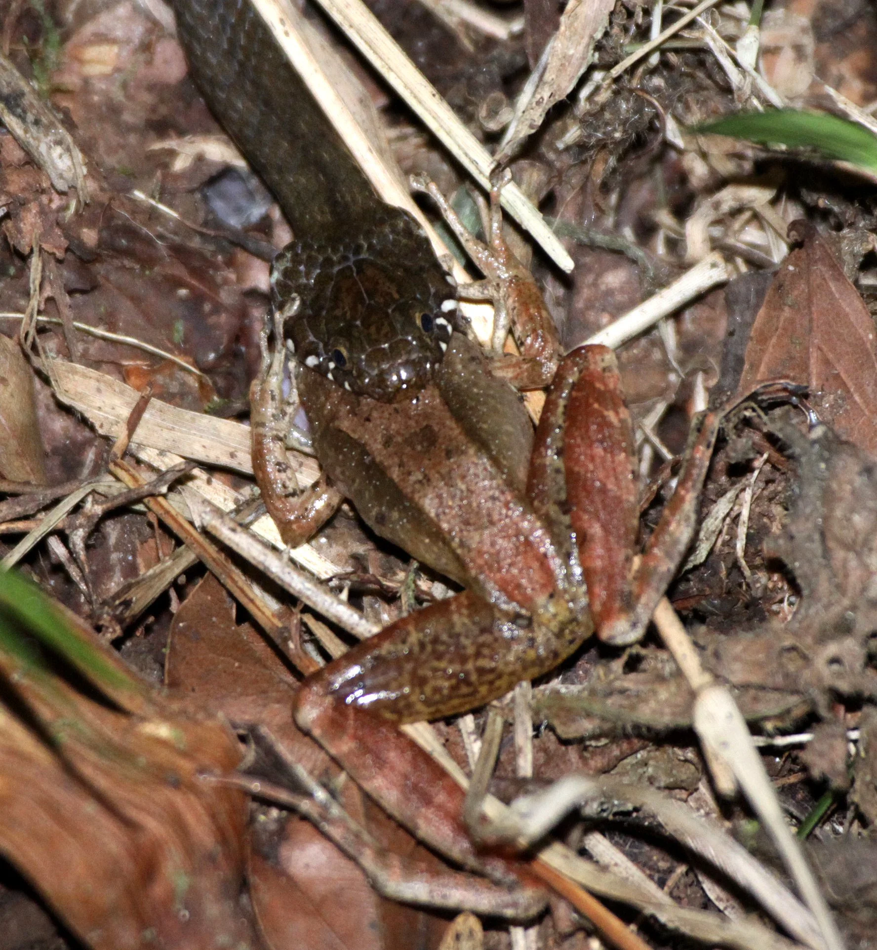 Compsophis albiventris - MADAGASCAR BIG-HEAD SNAKE - EATING A FROG DEATH SCENE - MONTAGNE D'AMBRE NATIONAL PARK MADAGASCAR (4).JPG