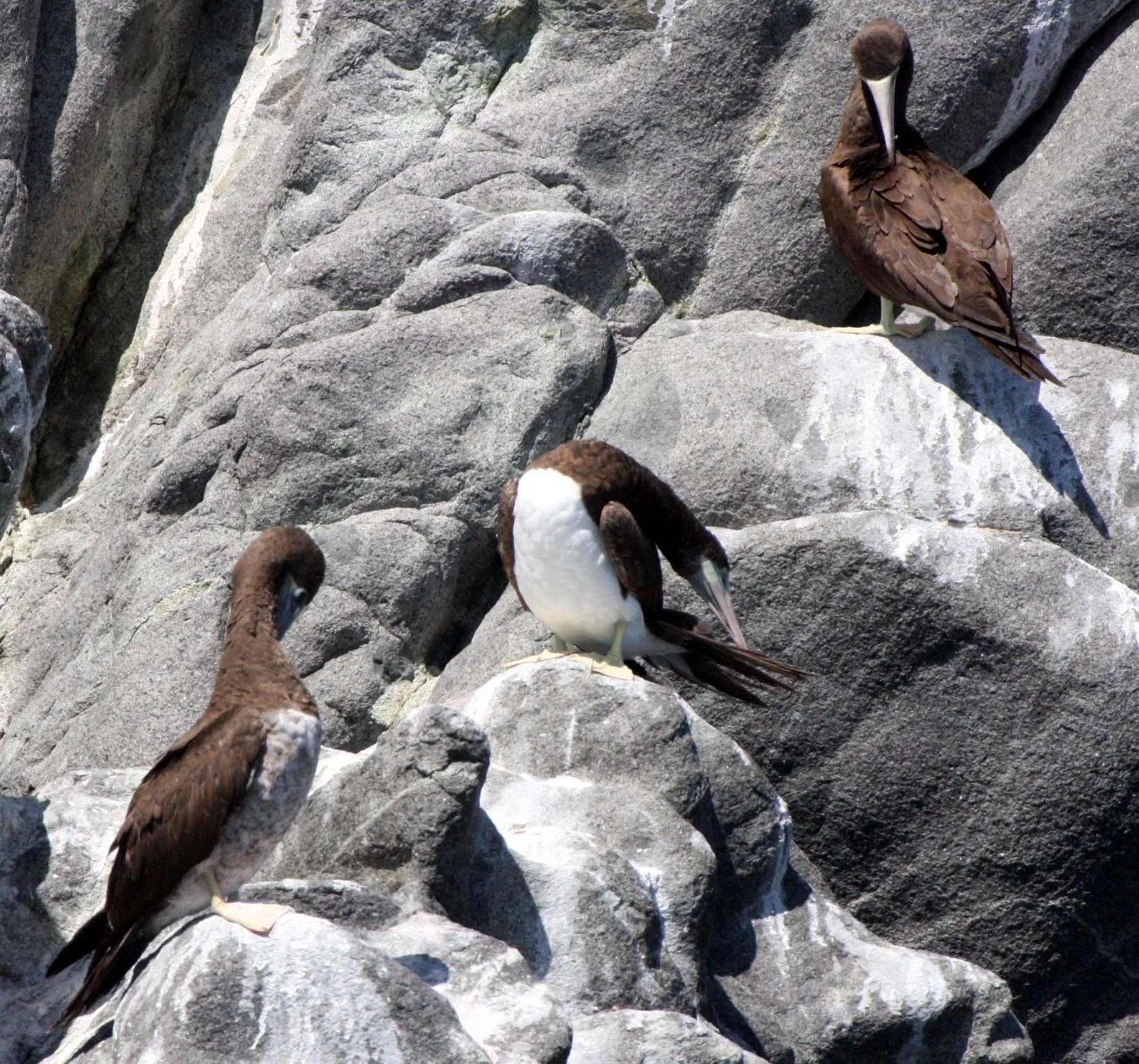 Brown Booby (Sula leucogaster) Santa Catalina Island Baja Mexico (9).JPG
