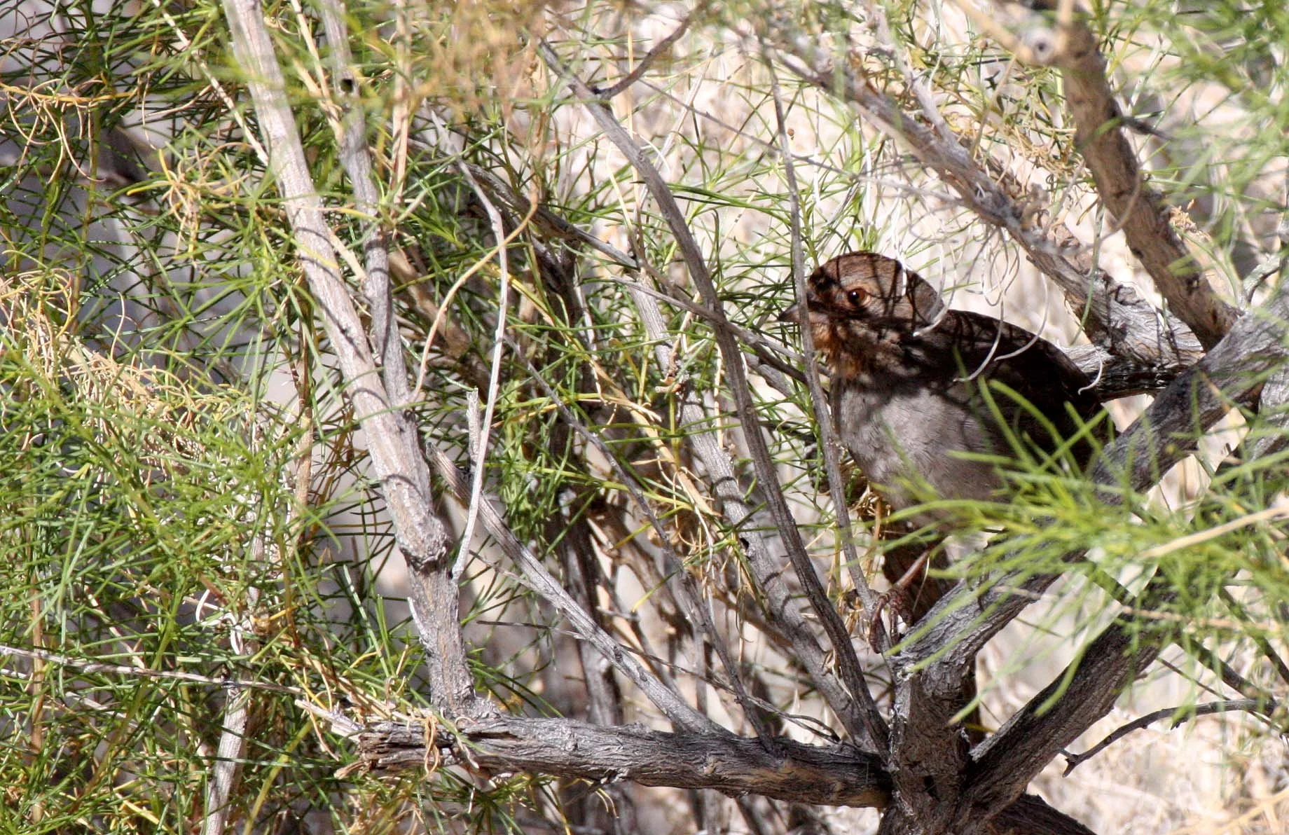 California Towhee (Pipilo crissalis) Catavina Desert Baja Mexico (1).JPG