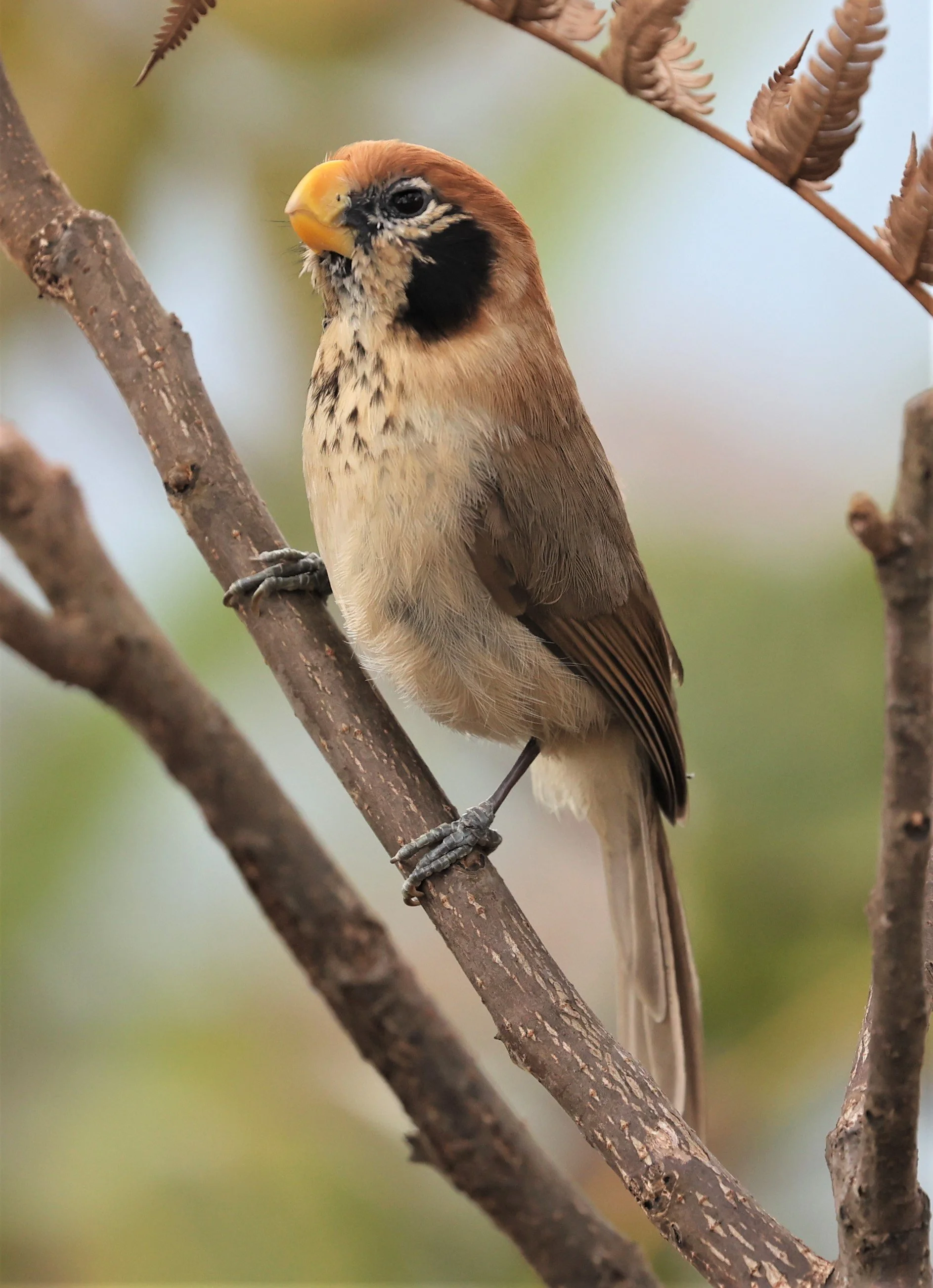 PARROTBILL - SPOT-BREASTED PARROTBILL - Paradoxornis guttaticollis - DOI LANG WEST, DOI PHA HOM POK NP, CHIANG MAI DEC 2021 (45).jpg