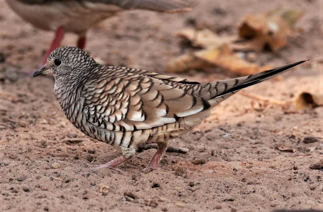 Scaled Dove (Columbina squammata) Porto Alegre Lodge, Pantanal (20).JPG