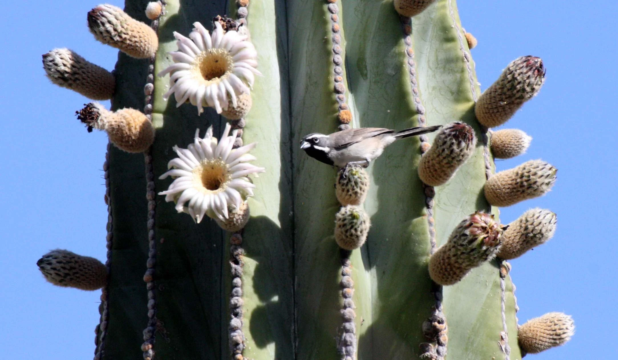 Black-throated Sparrow (Amphispiza bilineata) Isla Santa Catalina Baja Mexico (5).JPG