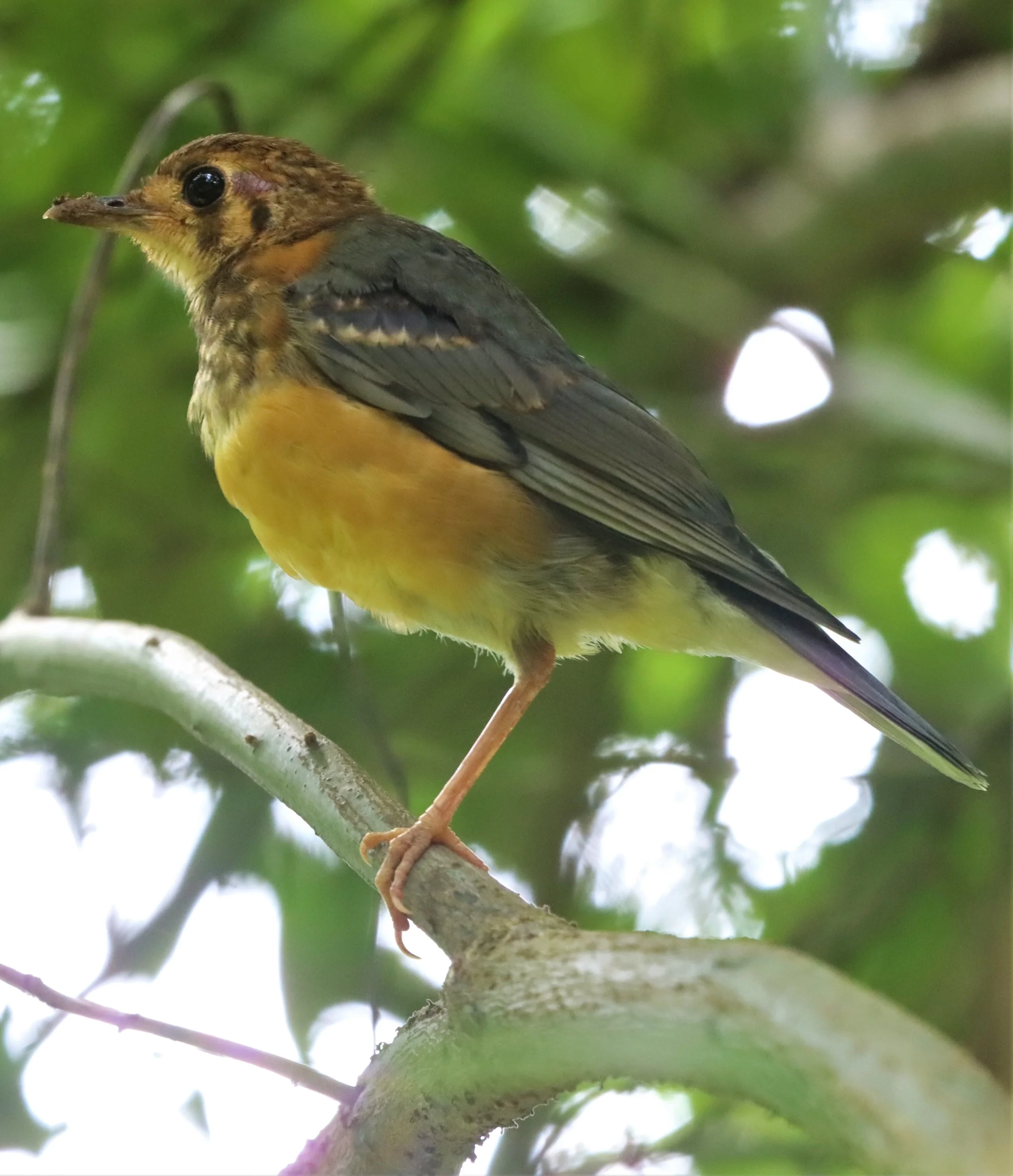 Orange-headed Thrush (Zoothera citrina) Doi Ang Kang Chiang Mai (23).jpg