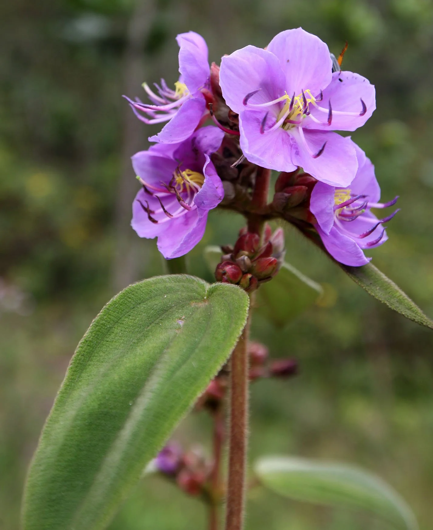 NYUNGWE NATIONAL PARK RWANDA 2 (55).JPG