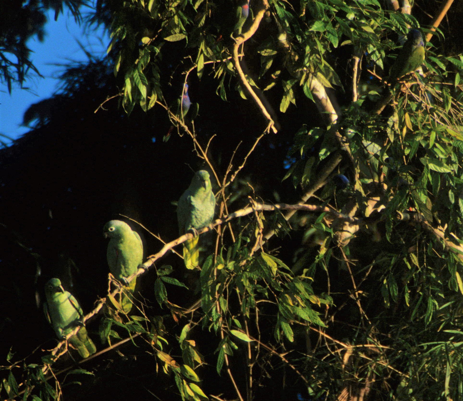 BIRD - PARROT - MEALY - MANU PERU.jpg