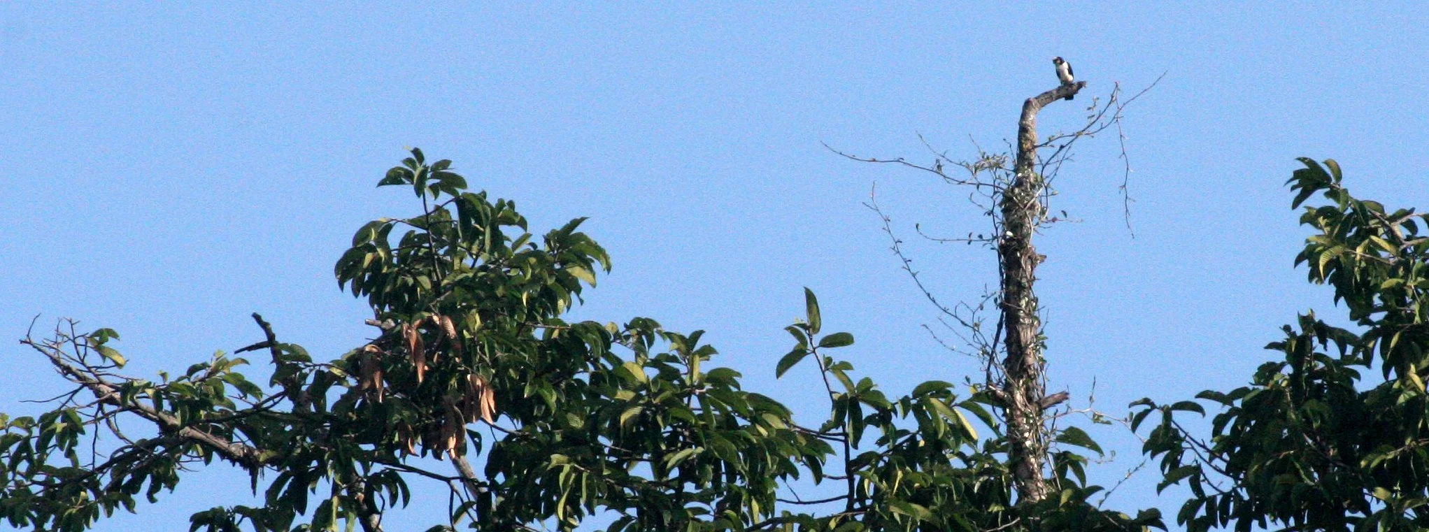 Microhierax latifrons - WHITE-FRONTED FALCONET - TABIN WILDLIFE RESERVE BORNEO (5).JPG