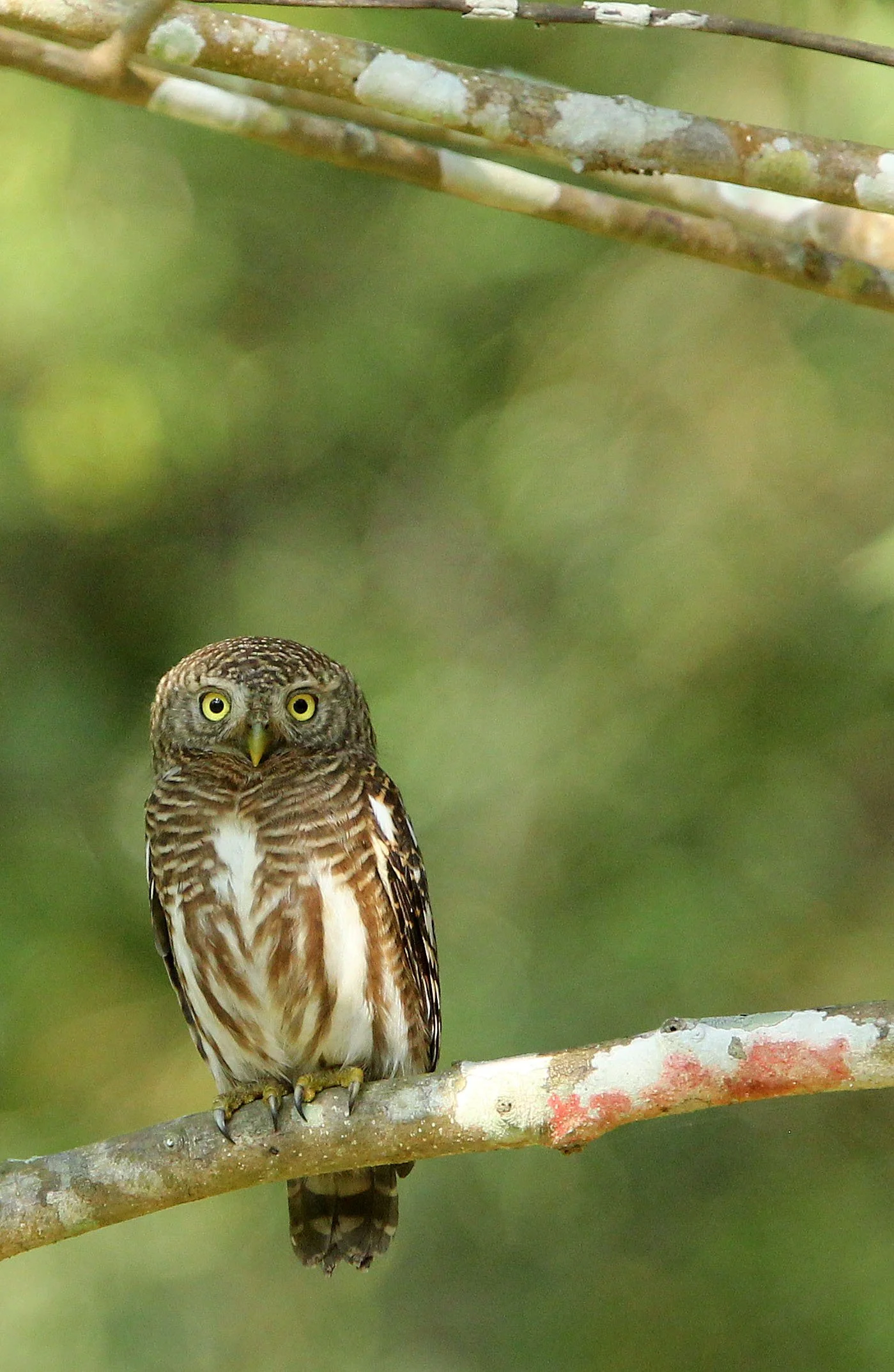 Glaucidium cuculoides - ASIAN BARRED OWLET - HUAI KHA KHAENG NATURE RESERVE THAILAND (70).JPG