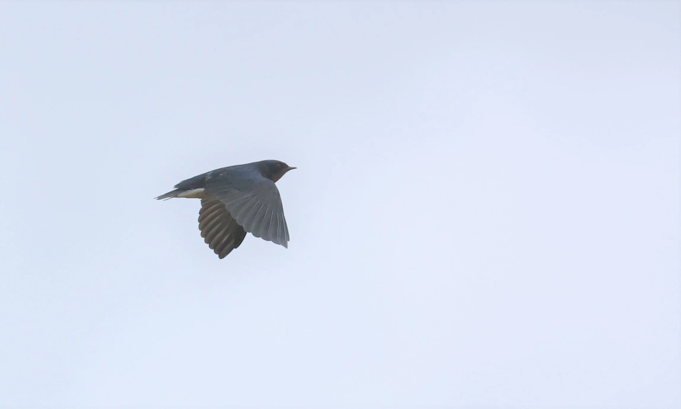 Barn Swallow (Hirundo rustica) Hala Bala WS Thailand.jpg
