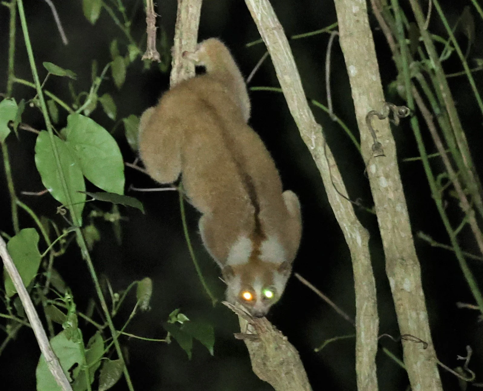 The Bengal slow loris (Nycticebus bengalensis) is a nocturnal, tree-dwelling primate native to the Indian subcontinent and Indochina. It is the largest of the nine recognized species of slow loris.