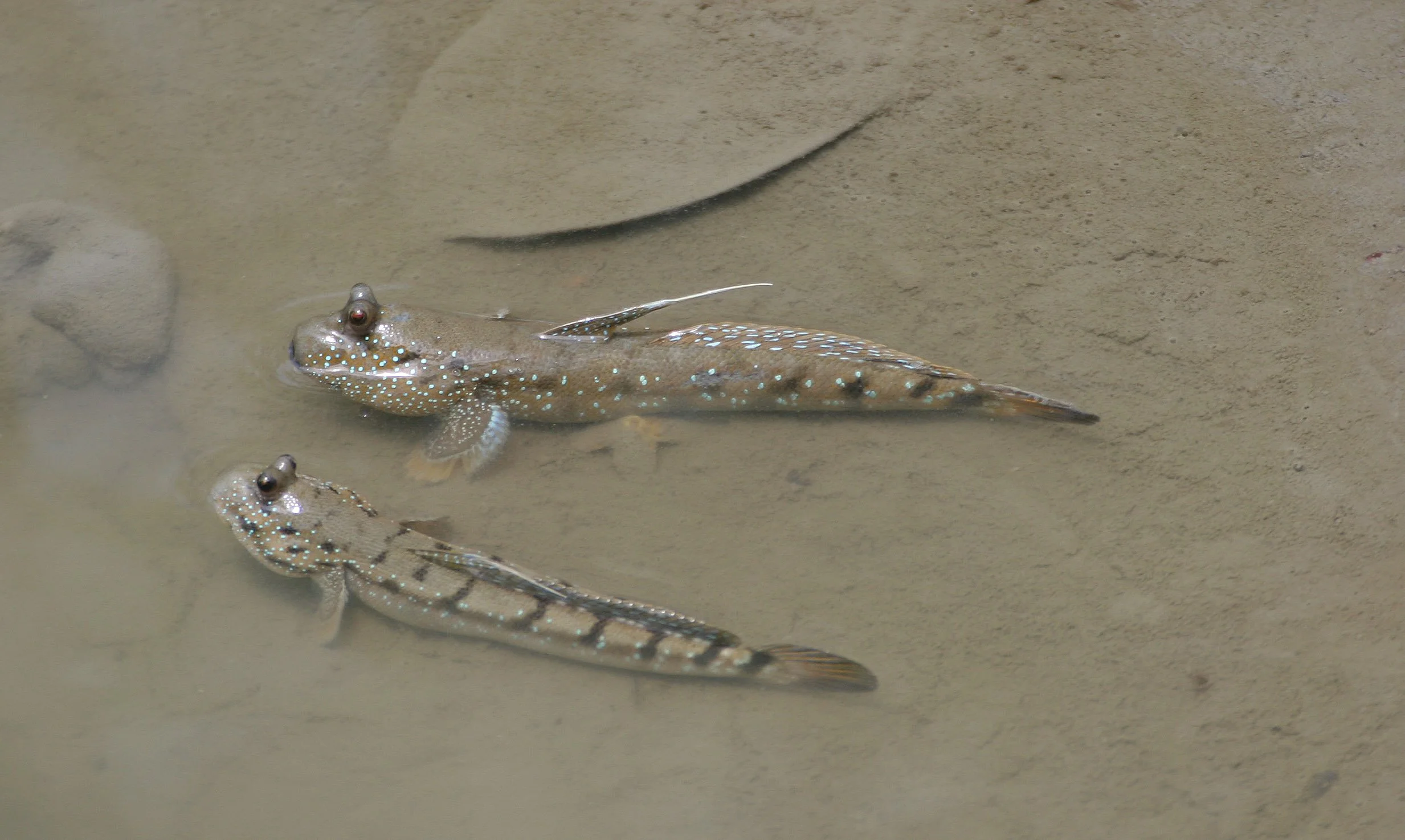Gobiidae - Boleophthalmus boddarti - Blue-spotted or Goggle-eyed Mudskipper - Khao Sam Roi Yod 