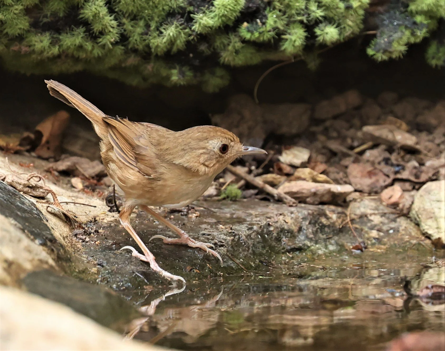 BABBLER - BUFF-BREASTED BABBLER - Pellorneum tickelli - SRI SATCHANALAI NP MANAO WATERHOLE MAY 1 2022 (1).jpg
