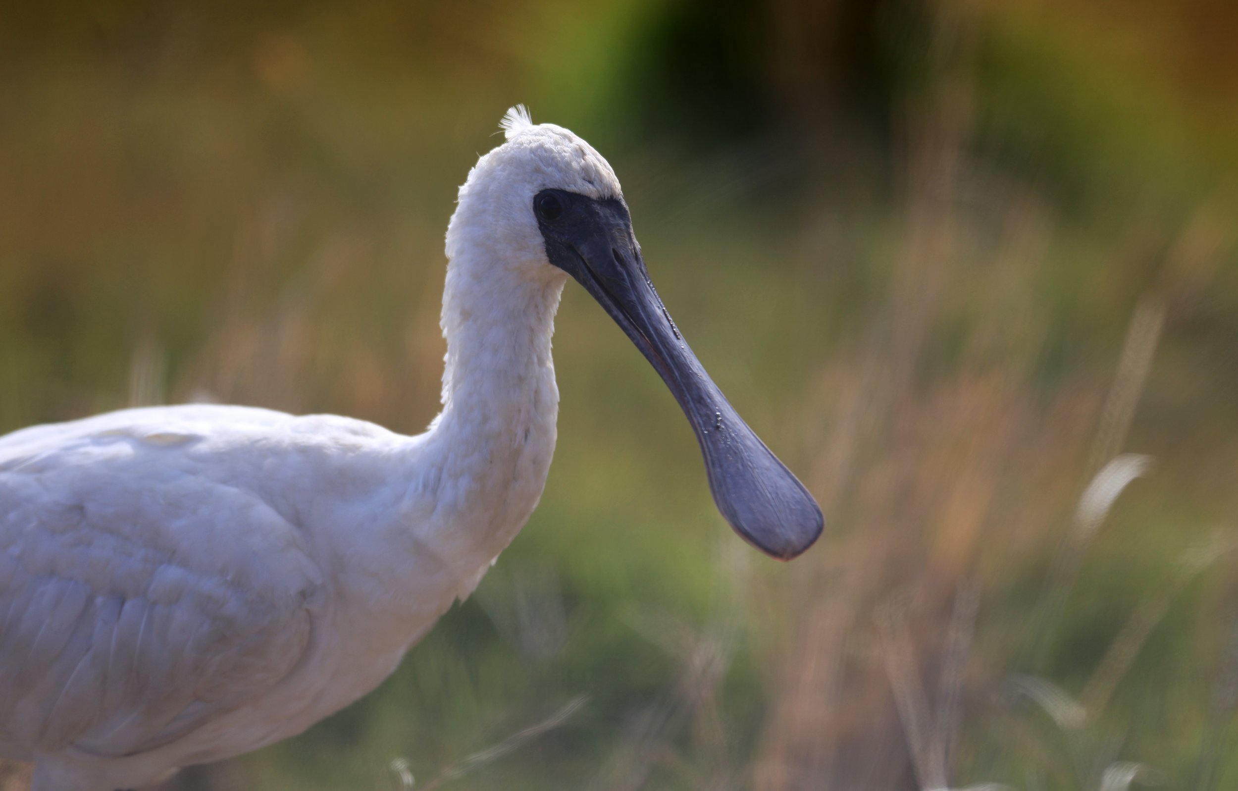 Black-faced Spoonbill (Platalea minor) Izumi Crane Center and Fields Izumi Kagoshima Japan (66).jpg