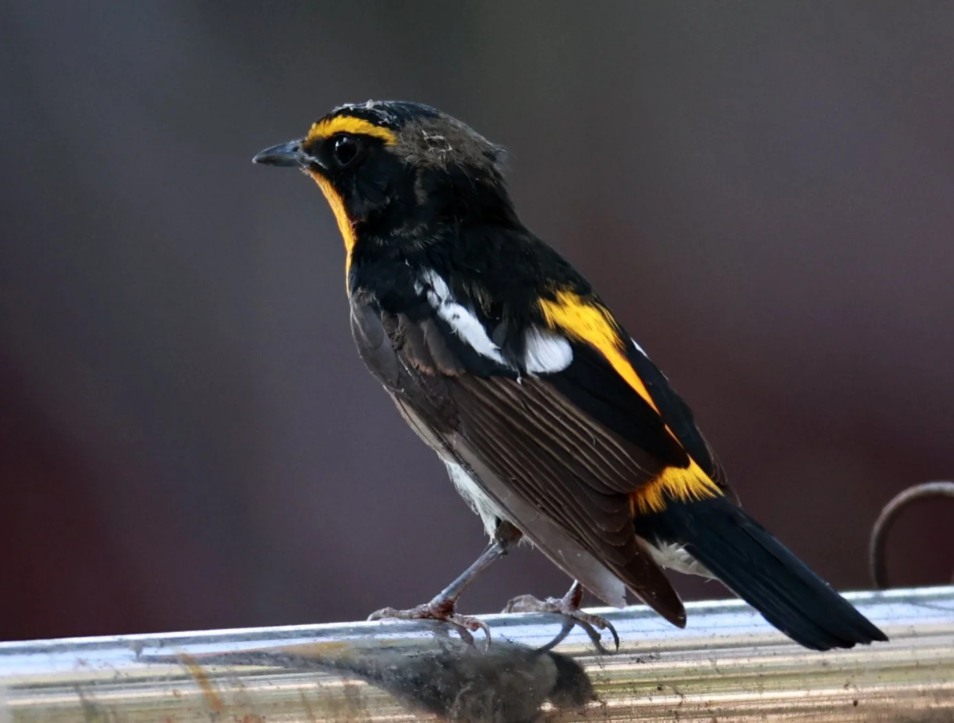 Flycatcher - Narcissus Flycatcher - Ficedula narcissina - Bang Pu Mangrove Forest Reserve, Samut Prakan March 30, 2024 (30).jpg