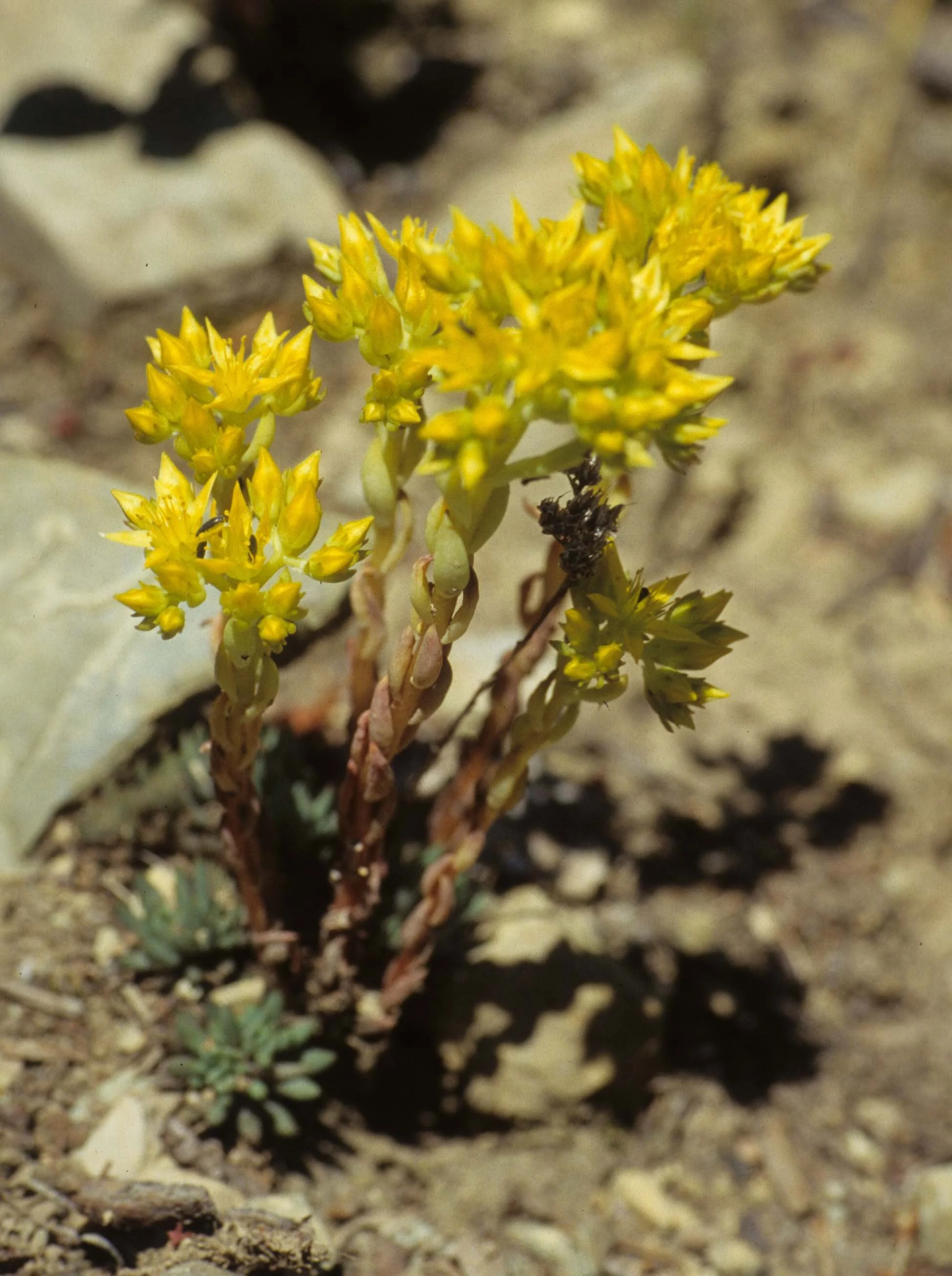 MONTANA - GLACIER - SEDUM SPECIES (2).jpg