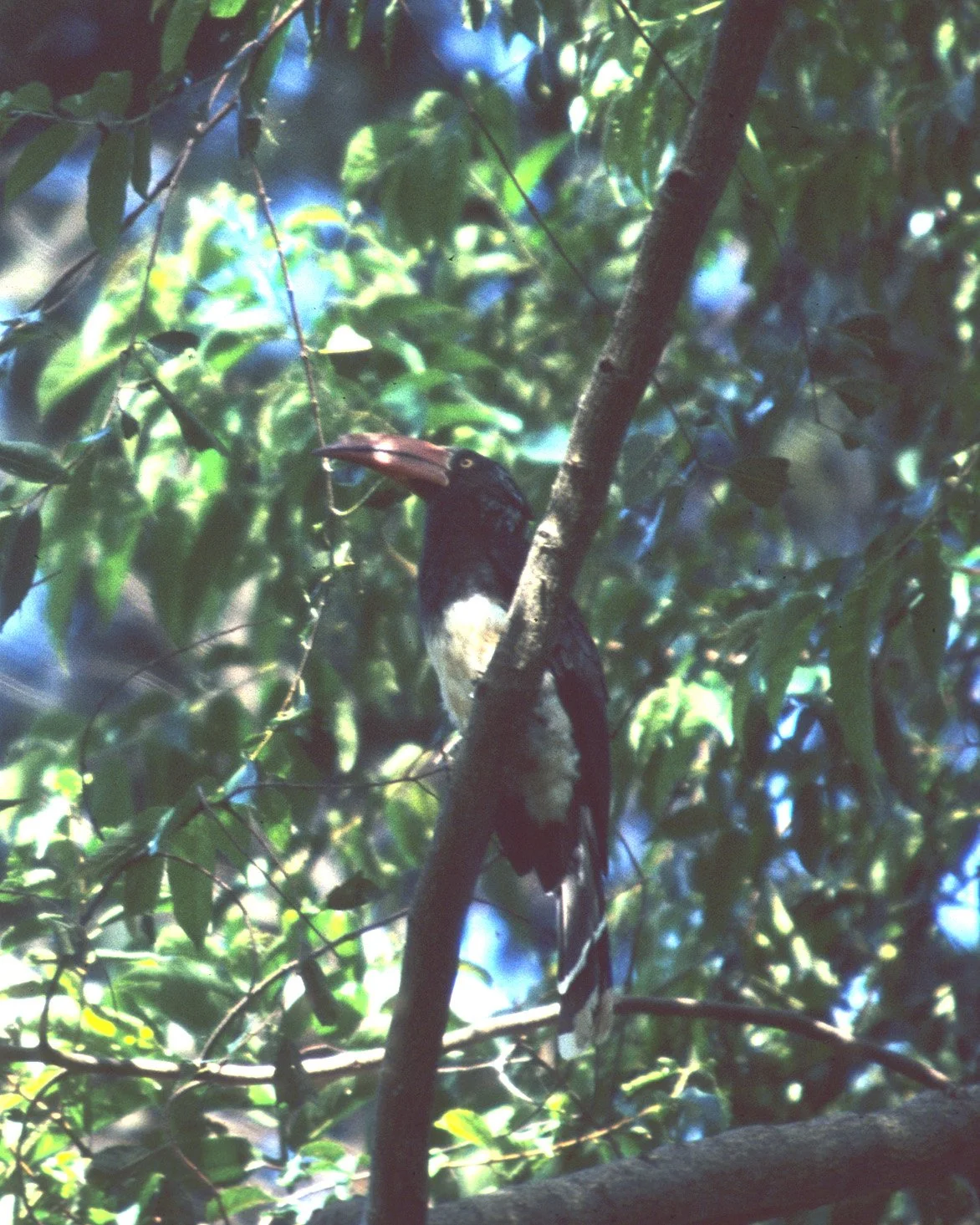 BIRDS - HORNBILL - CROWNED - UGANDA.jpg