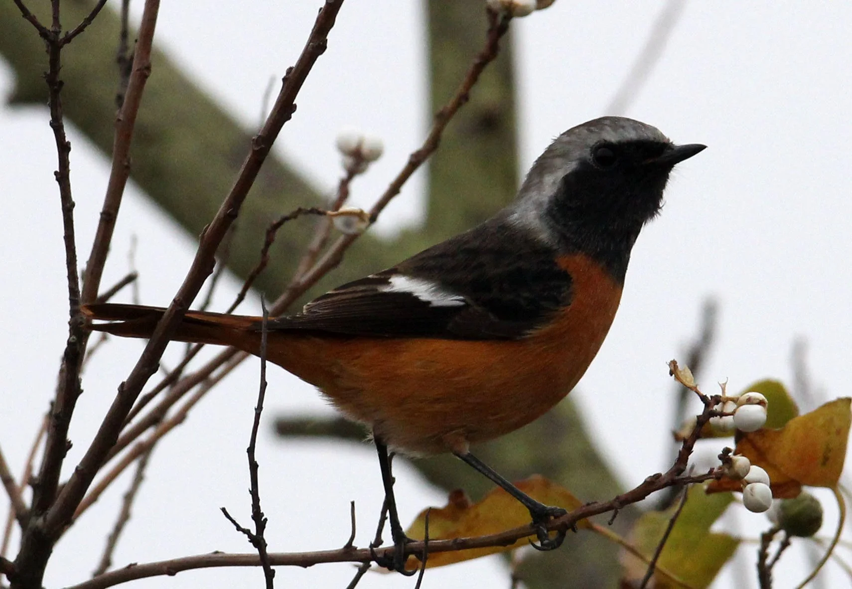 BIRD - REDSTART - DAURIAN REDSTART - CHONGMING ISLAND DONGTAN WETLAND RESERVE CHINA (1).JPG
