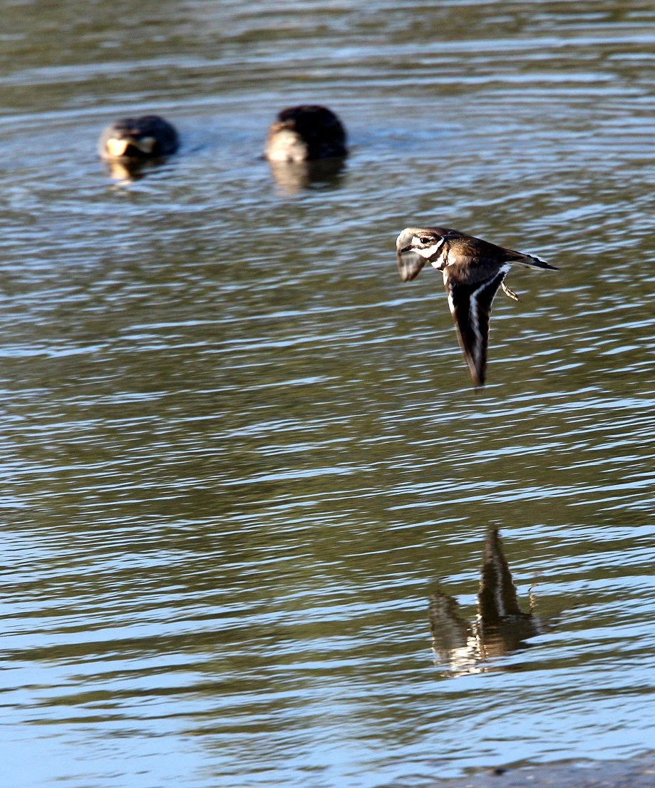 BIRD - KILLDEER - SAN JOAQUIN WILDLIFE REFUGE IRVINE CALIFORNIA.JPG