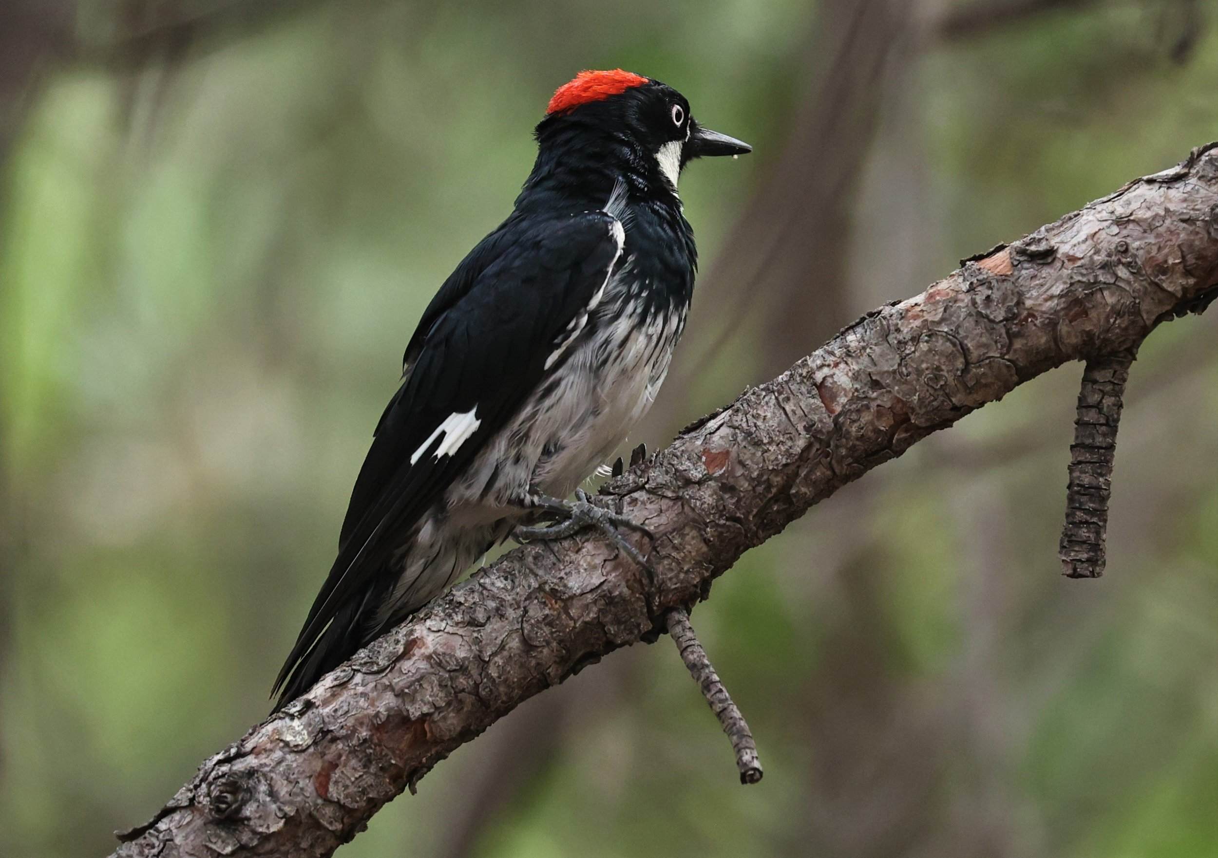Melanerpes formicivorus - ACORN WOODPECKER - CAVE CREEK ARIZONA AUGUST 2022 (5).jpg