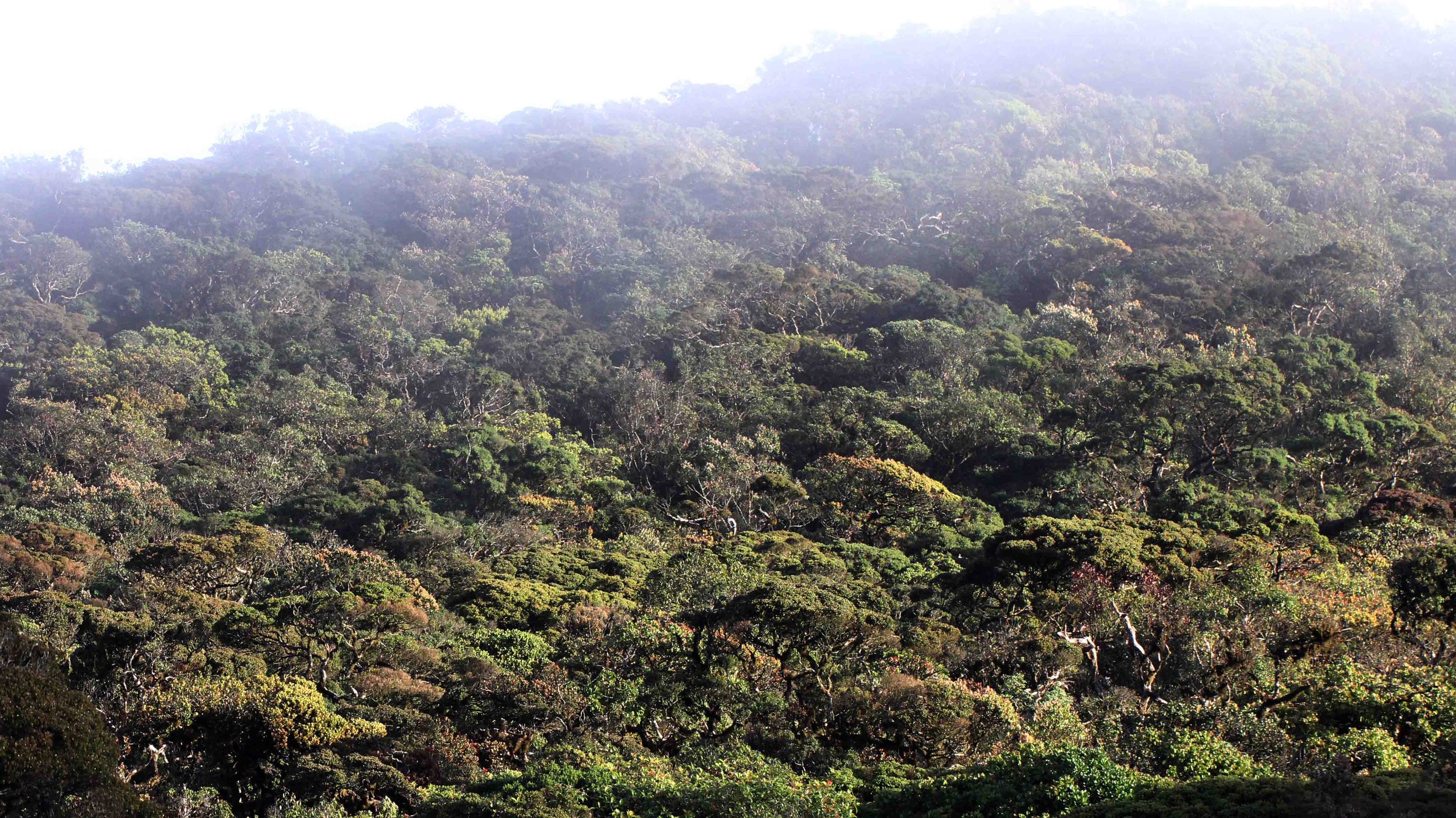 NUWARA ELIYA， HORTON PLAINS NATIONAL PARK,  SRI LANKA (16).JPG