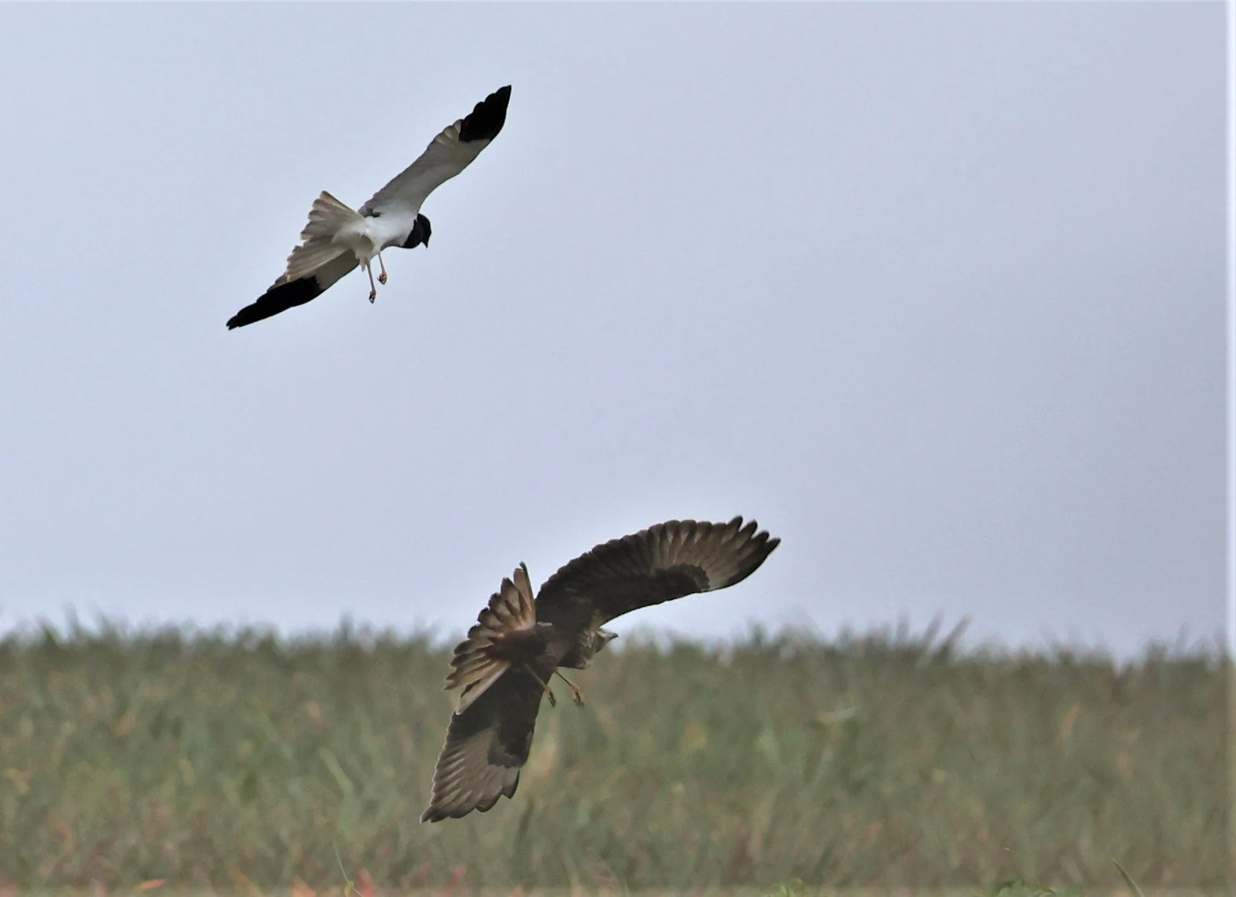HARRIER - PIED HARRIER - Circus melanoleucos - with EASTERN MH - YONOK CHIANG SAEN CHIANG RAI - ROOST Feb 2022 (5).jpg