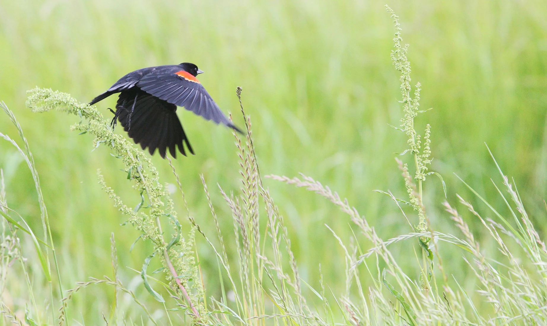Red-winged Blackbird (Agelaius phoeniceus) Cosumnes River Reserve California (2).JPG