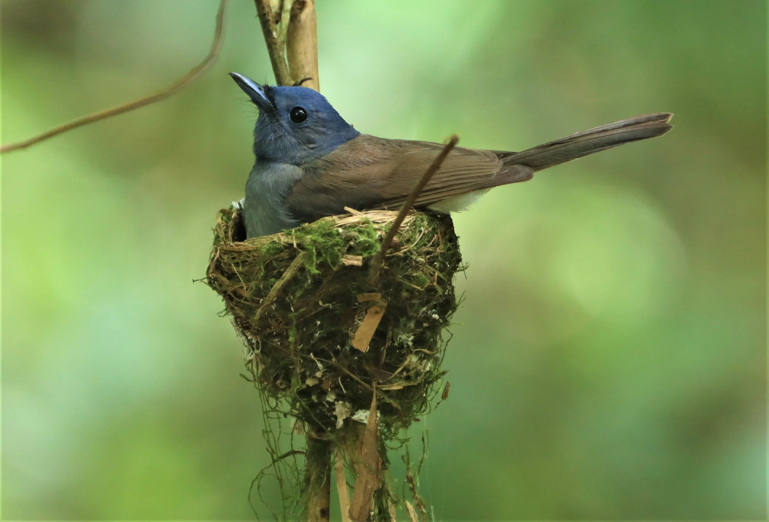 MONARCH - BLACK-NAPED MONARCH - NESTING FEMALE AT KAENG KRACHAN NP (29).jpg