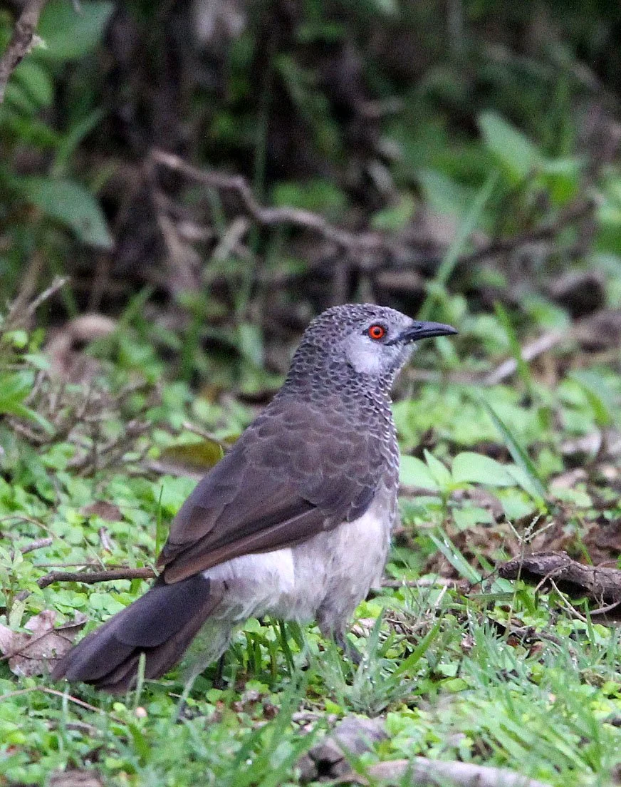 BIRD - BABBLER - SCALY BABBLER - TURDOIDES SQUAMULATUS - LANGANO LAKE ETHIOPIA (2).JPG