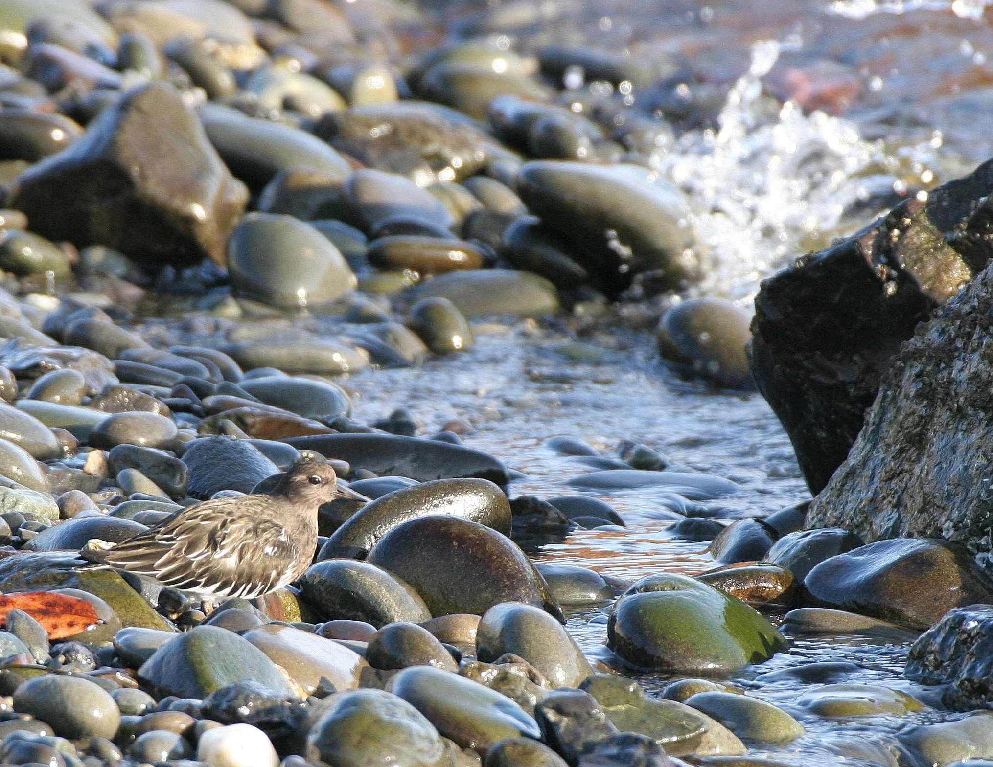 BIRD - TURNSTONE - BLACK TURNSTONE - PA HARBOR.jpg
